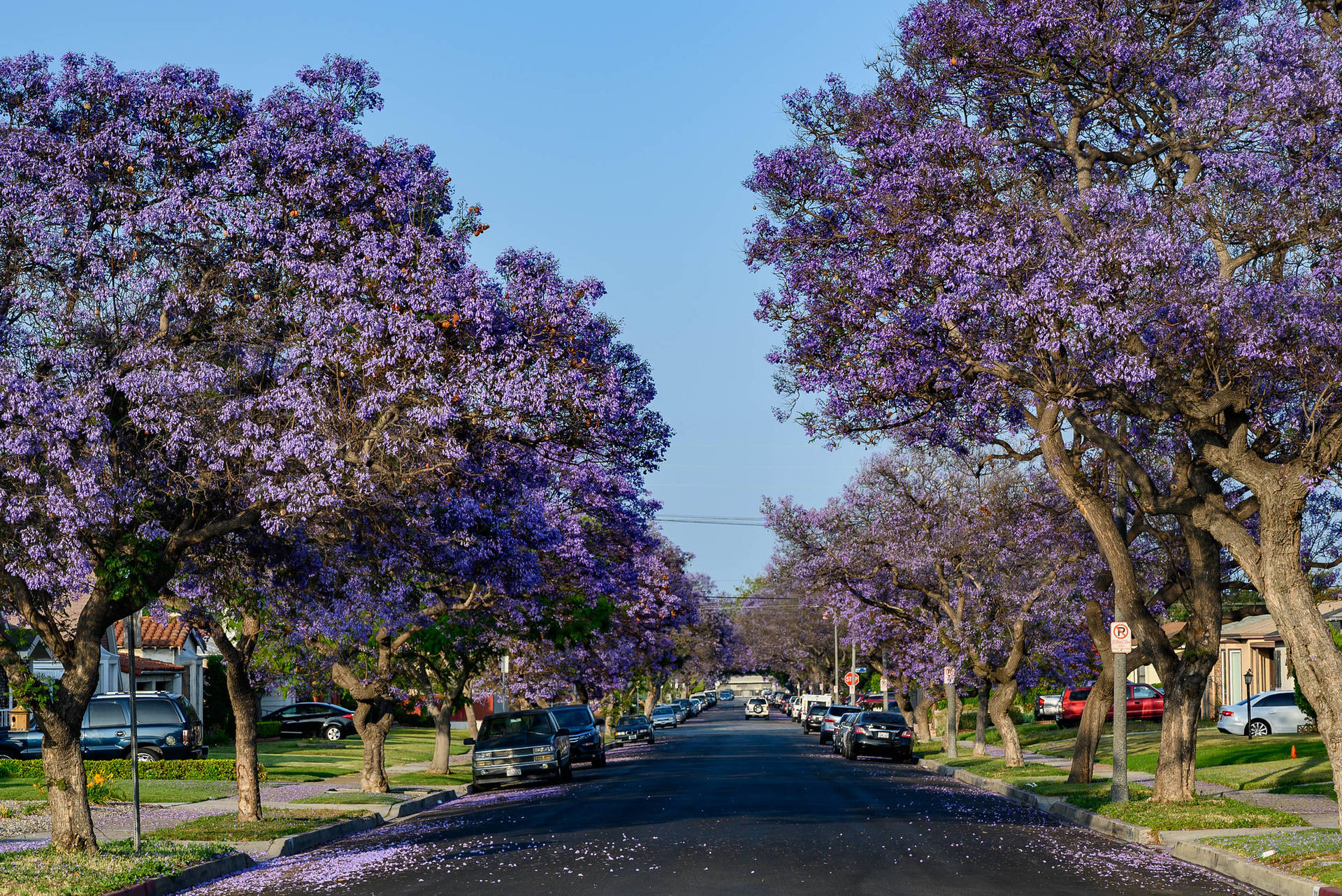 Purple Trees Beside The Road Wallpaper