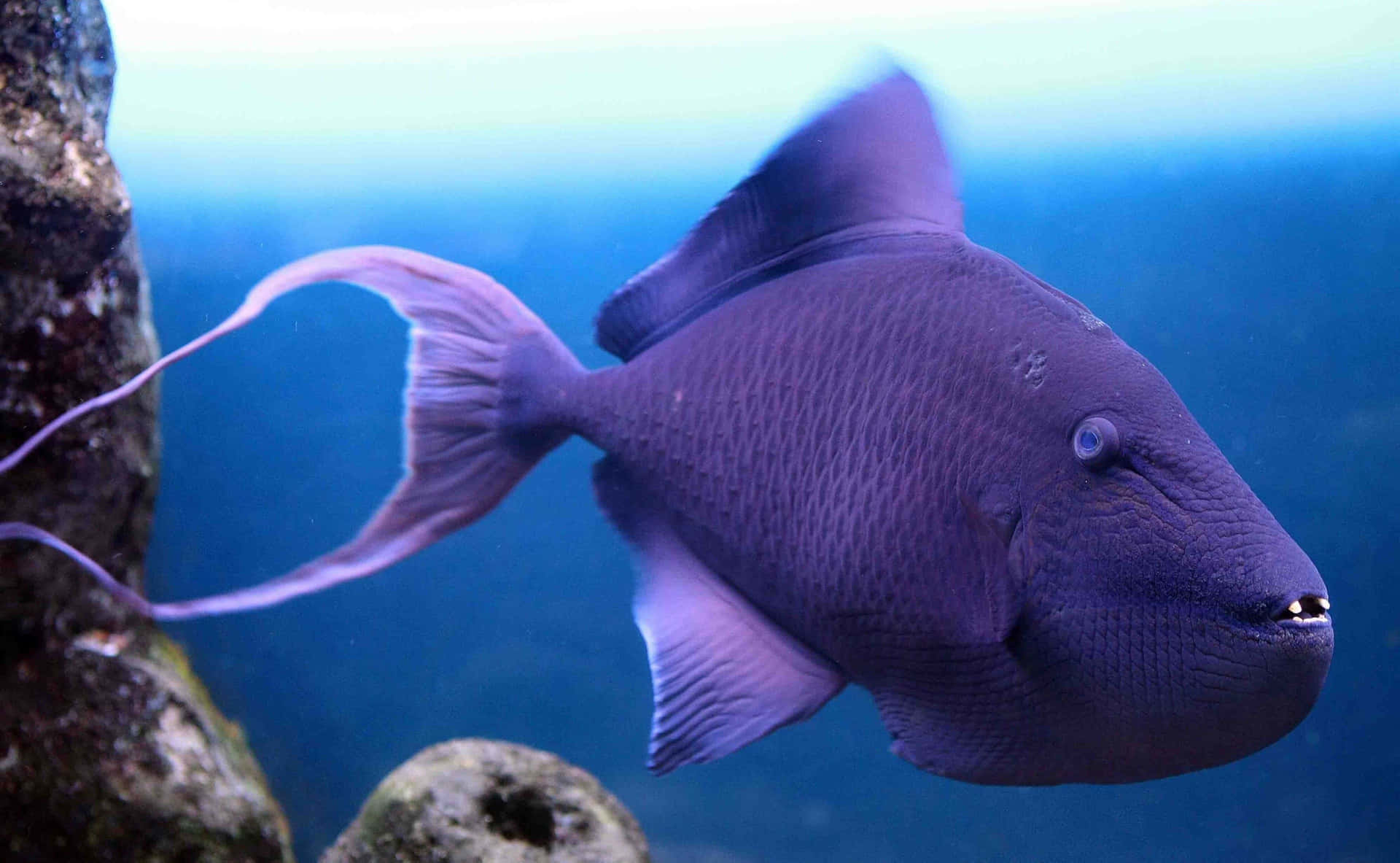 Purple Triggerfish Swimming Aquarium Wallpaper