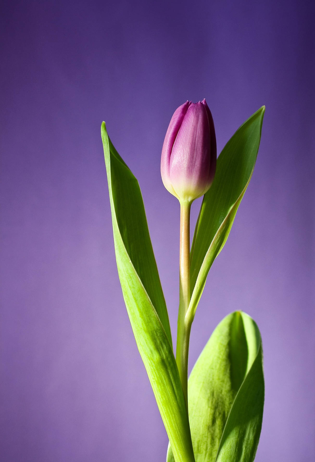 Fiore Di Tulipano Viola Androide Sfondo
