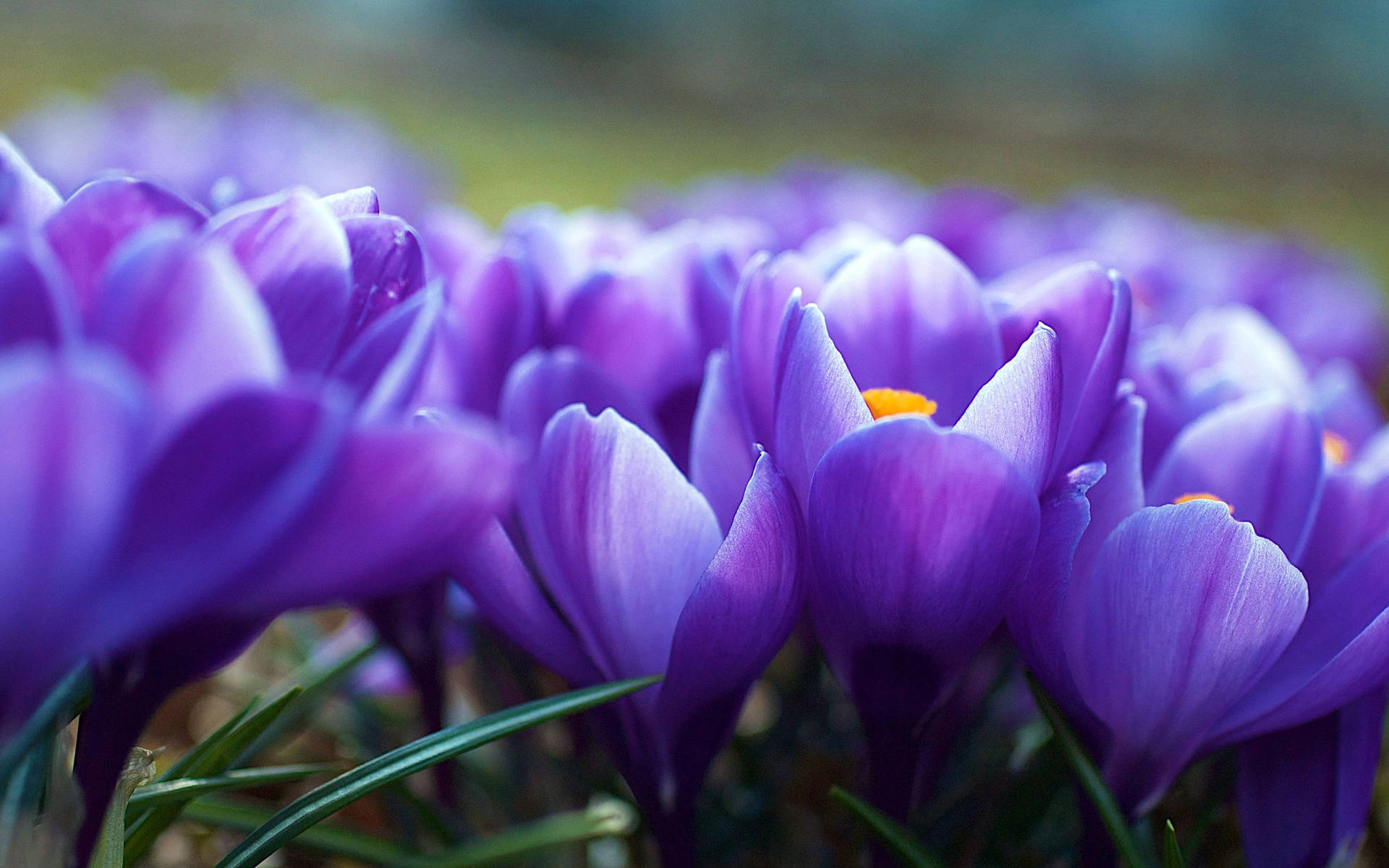 Purple Tulip Flower Wallpaper