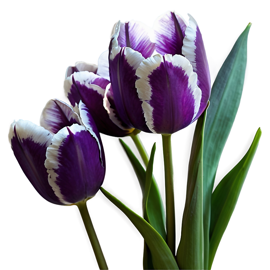 Purple Tulip Png 05212024 PNG