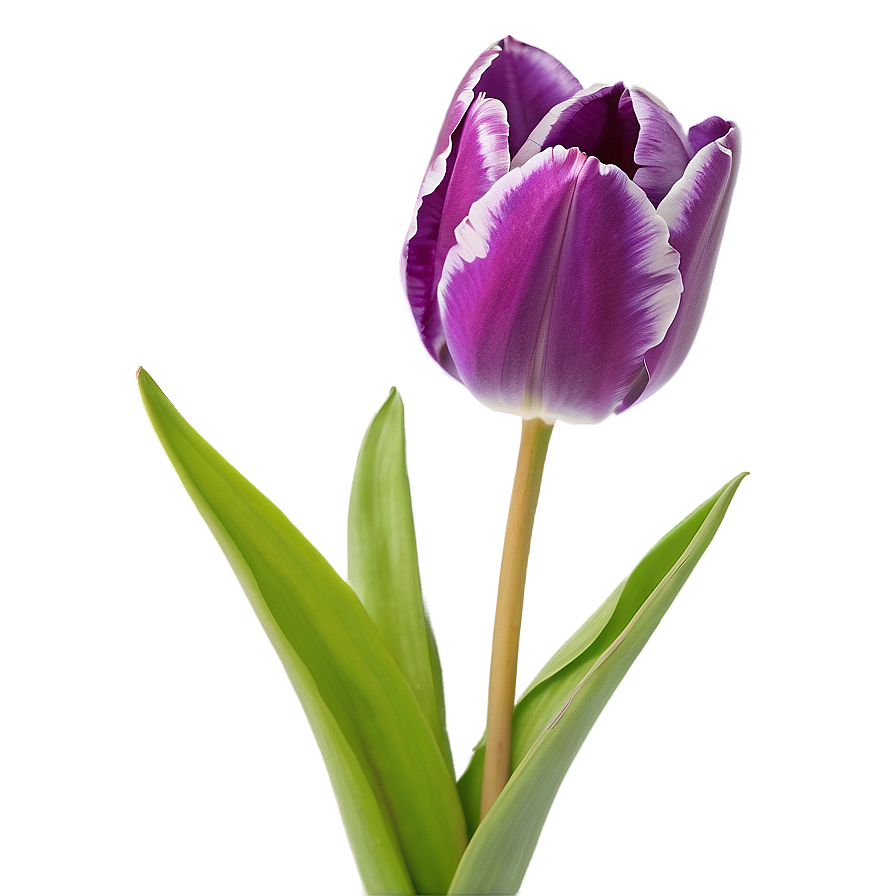 Purple Tulip Png Nfr PNG