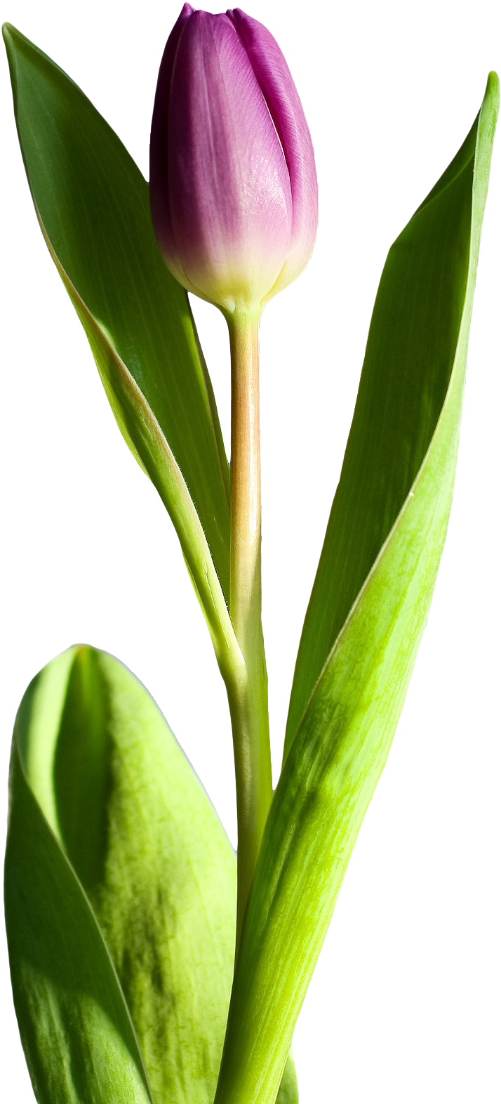 Purple Tulip Single Stem PNG