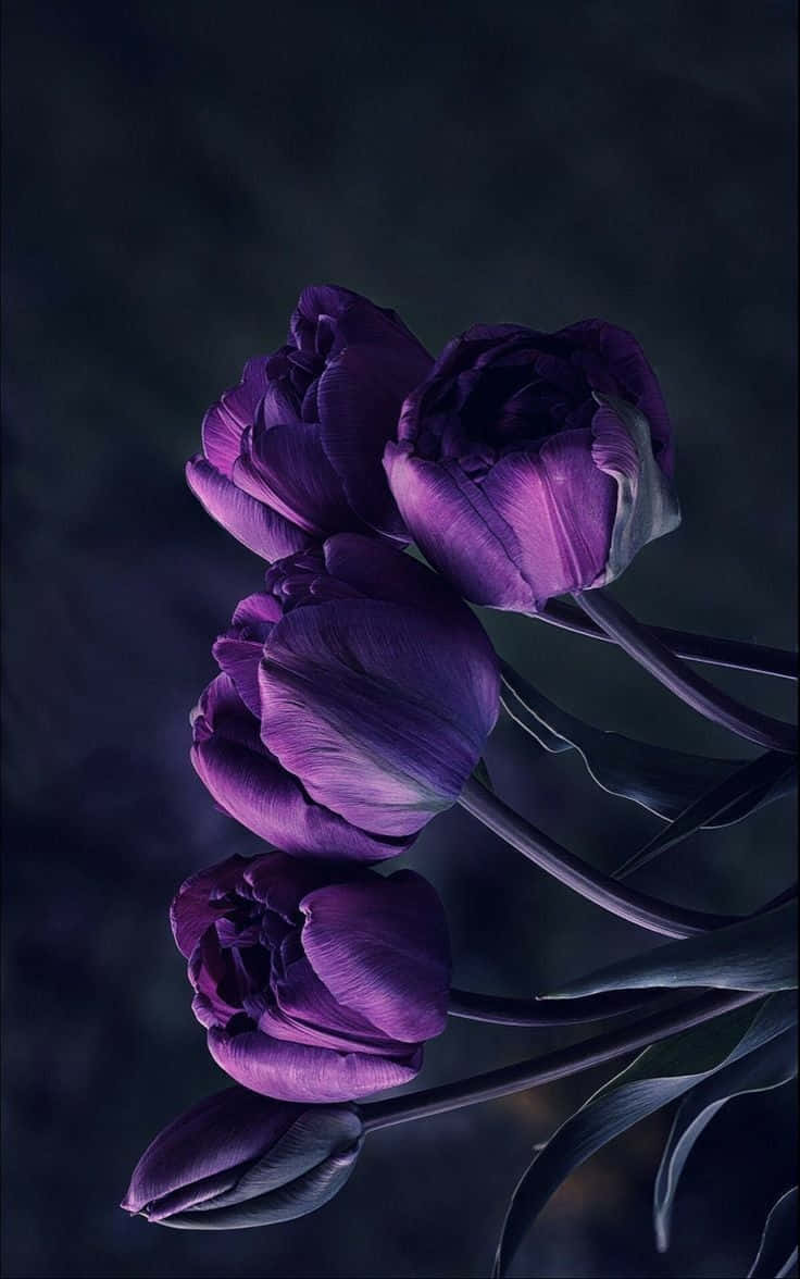 Purple Tulips Dark Background Wallpaper