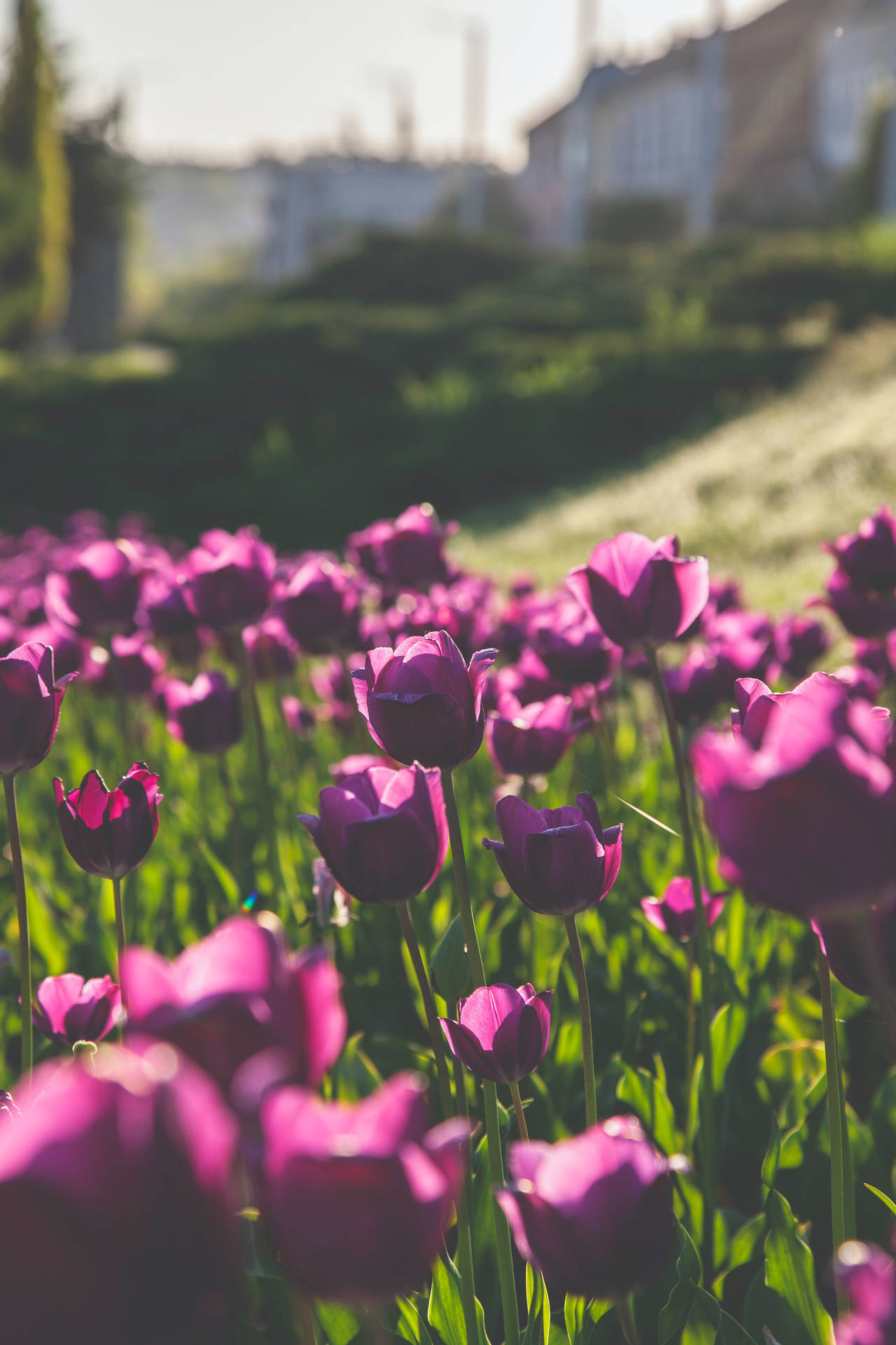 Floresde Tulipanes Morados Para Android Fondo de pantalla