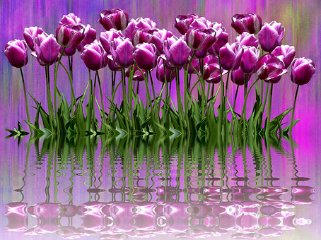 Purple Tulips Reflection Artwork PNG