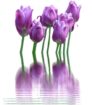 Purple Tulips Reflection Water PNG
