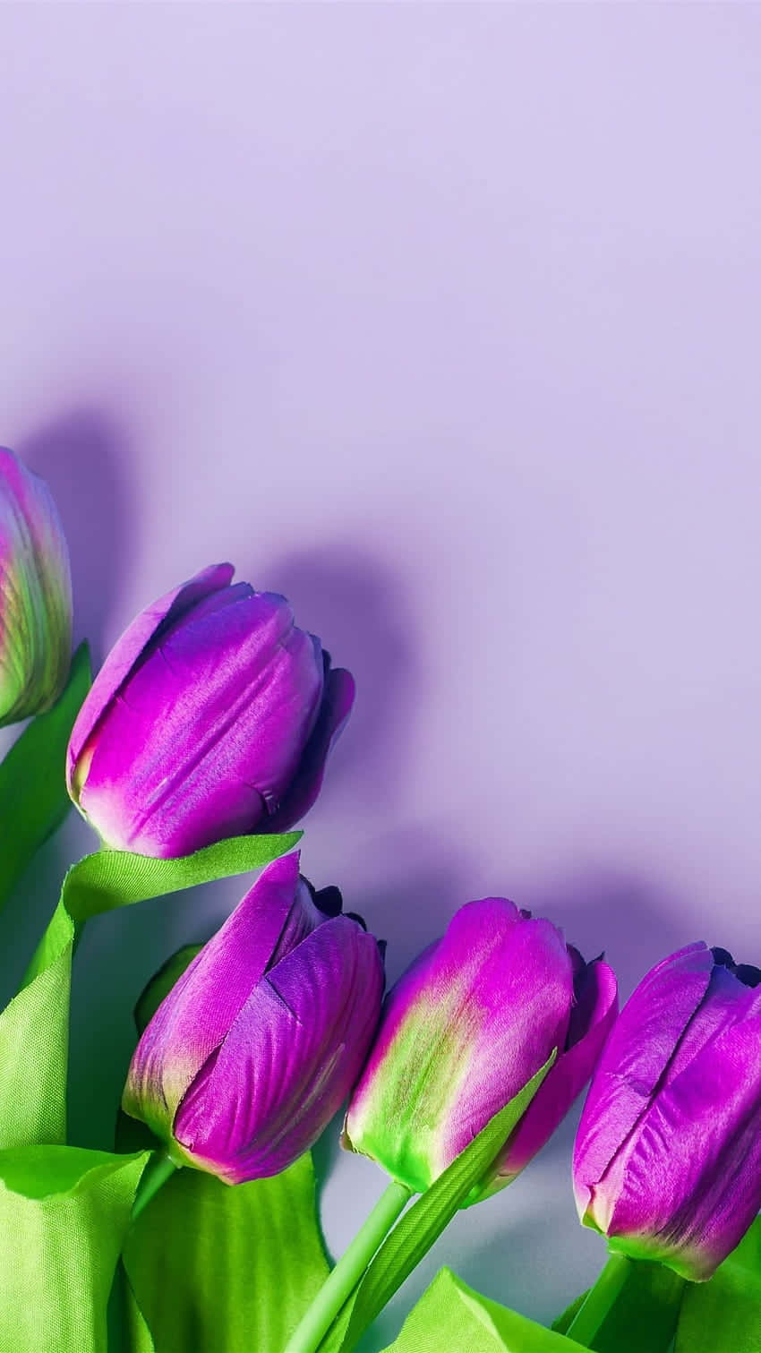 Purple Tulips Violet Backdrop Wallpaper