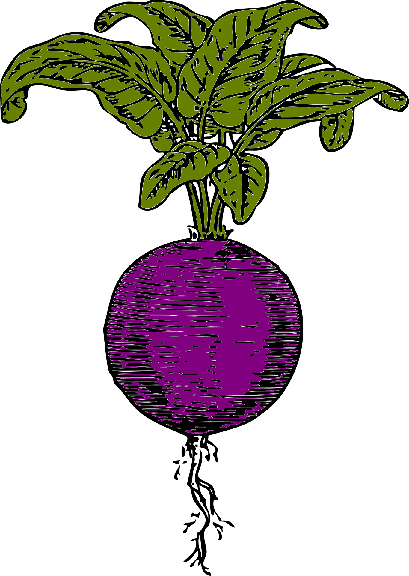 Purple Turnip Illustration.png PNG