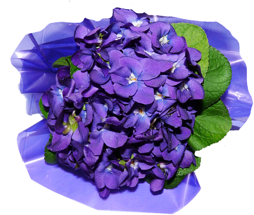 Purple Viola Bouqueton Blue PNG