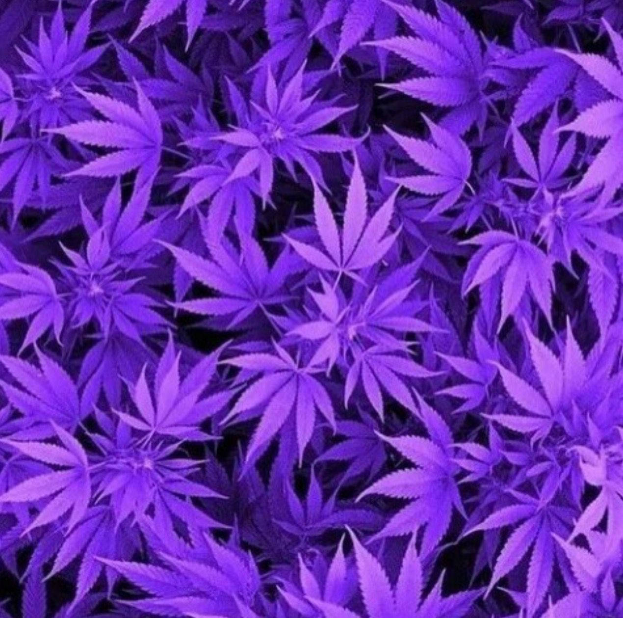 Purple Weed Leaf Background Wallpaper