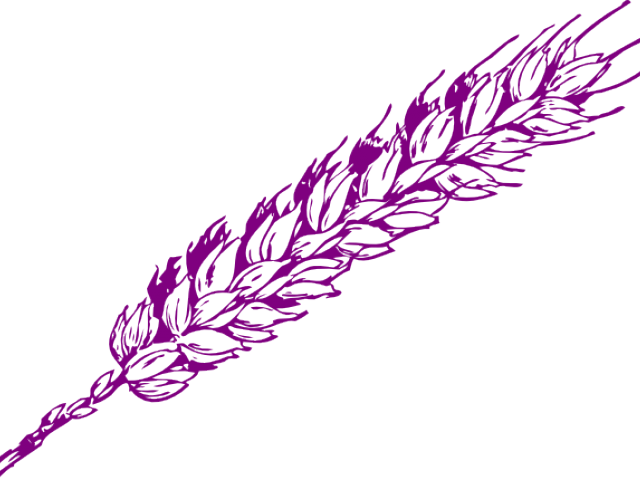 Purple Wheat Vector Illustration PNG