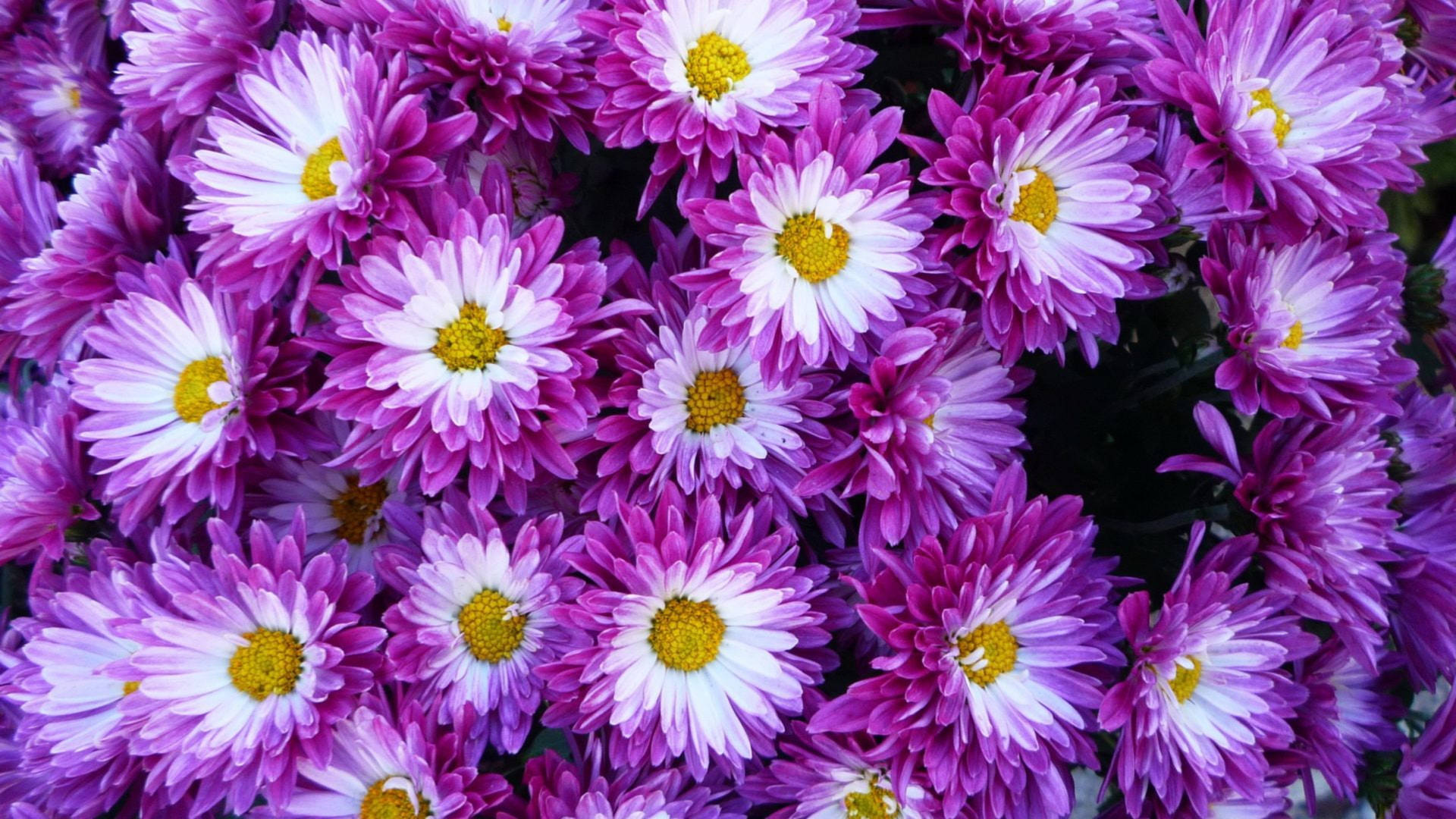Purple White Chrysanthemum Flowers Wallpaper