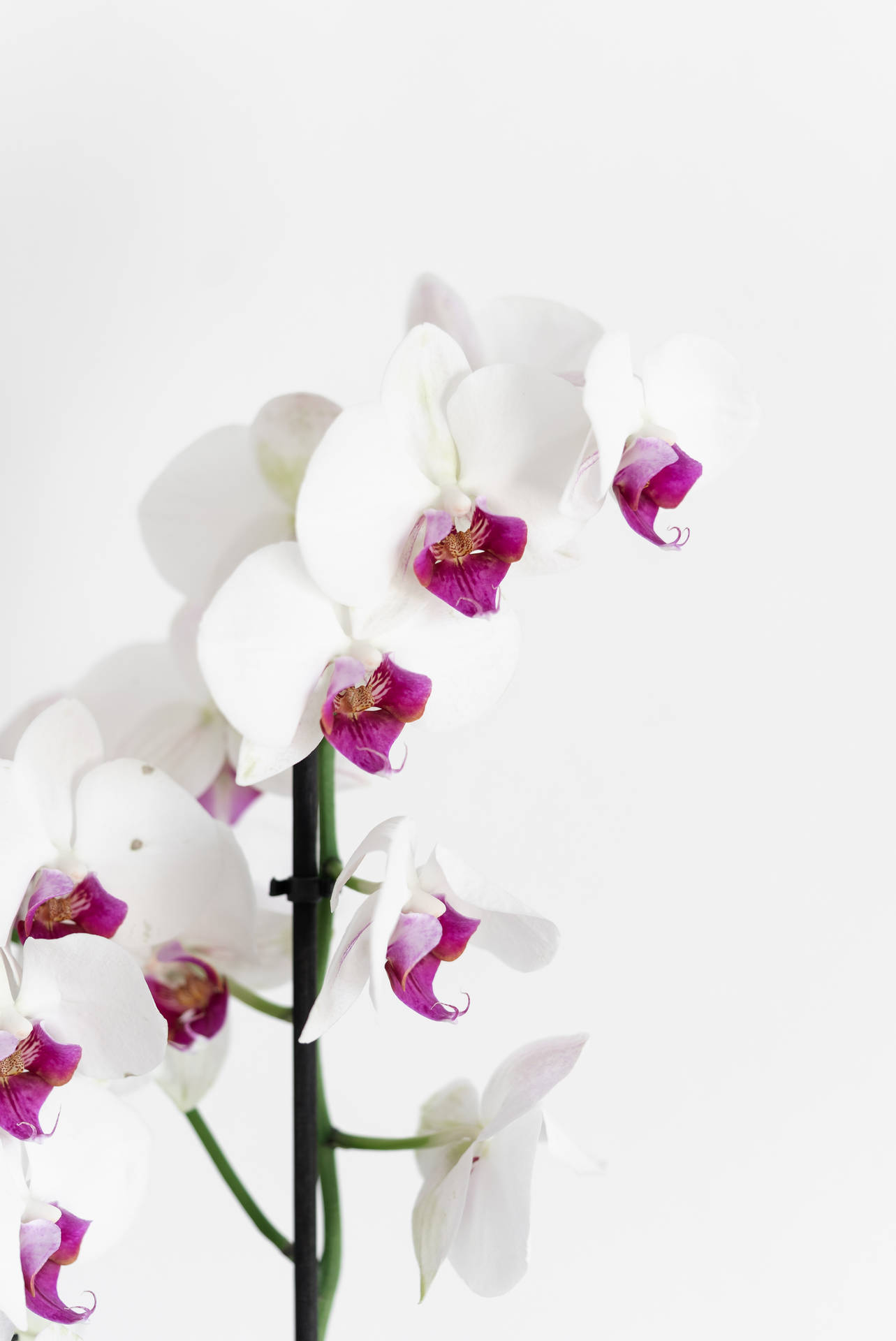 Purple White Orchid Aesthetic Flower Wallpaper
