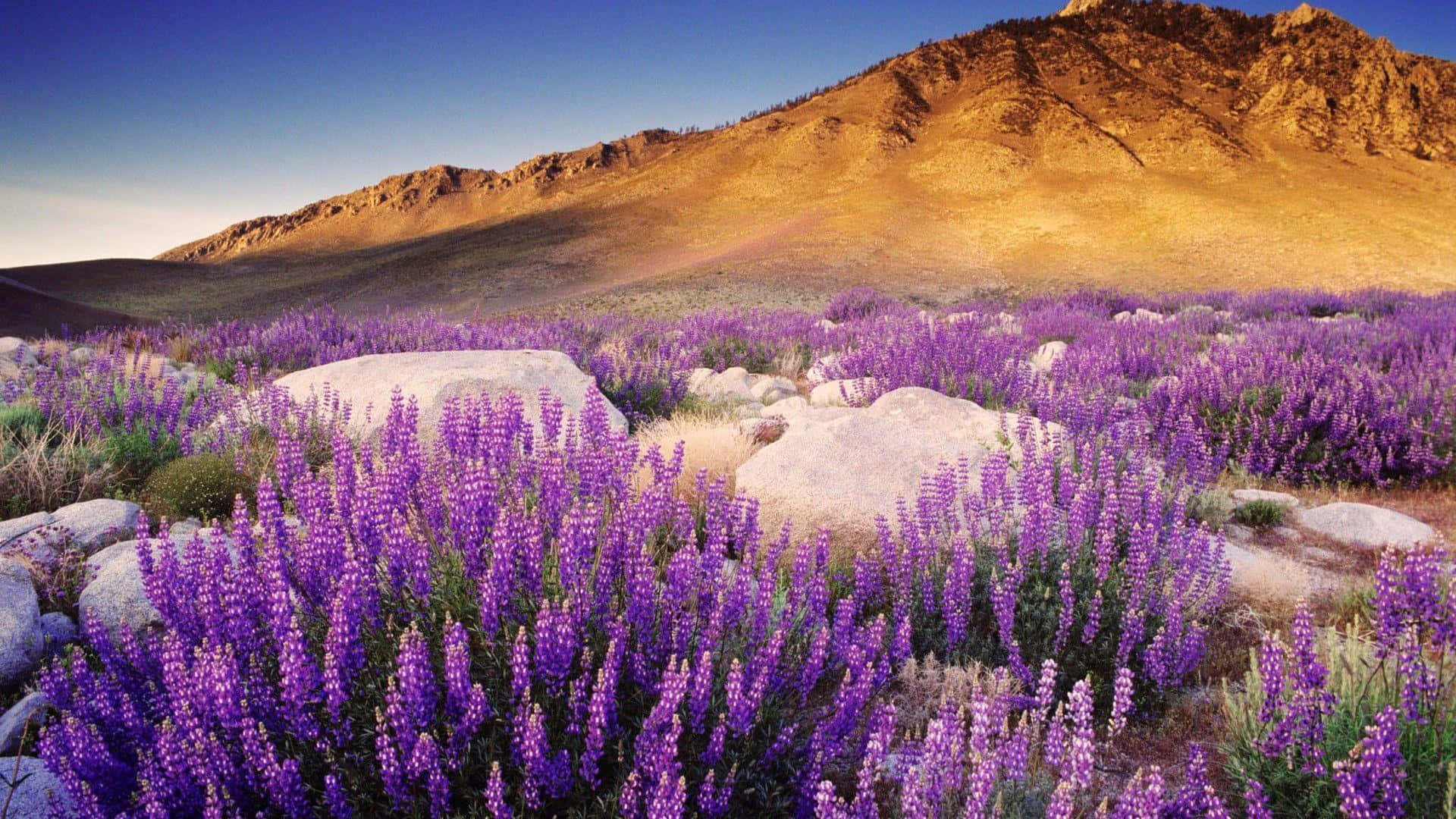 Purple_ Wildflowers_ Mountain_ Landscape Wallpaper