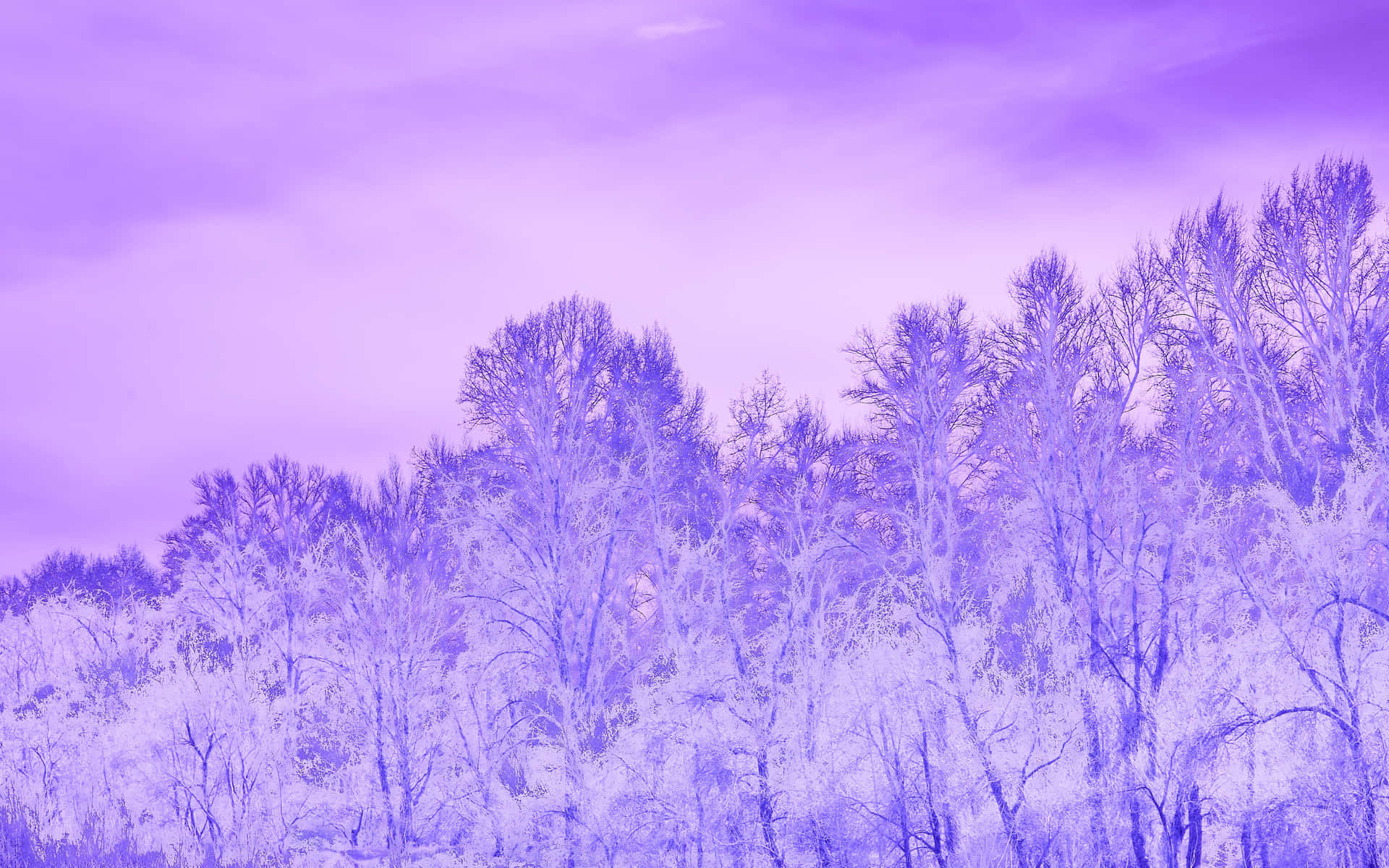 Purple Winter Forest Landscape.jpg Wallpaper