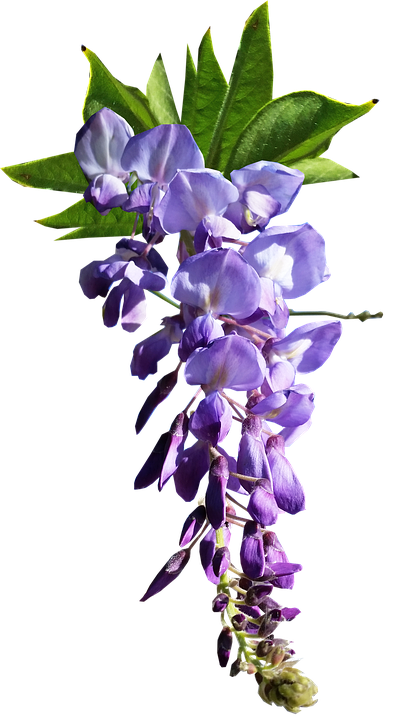 Purple Wisteria Flower Transparent Background PNG
