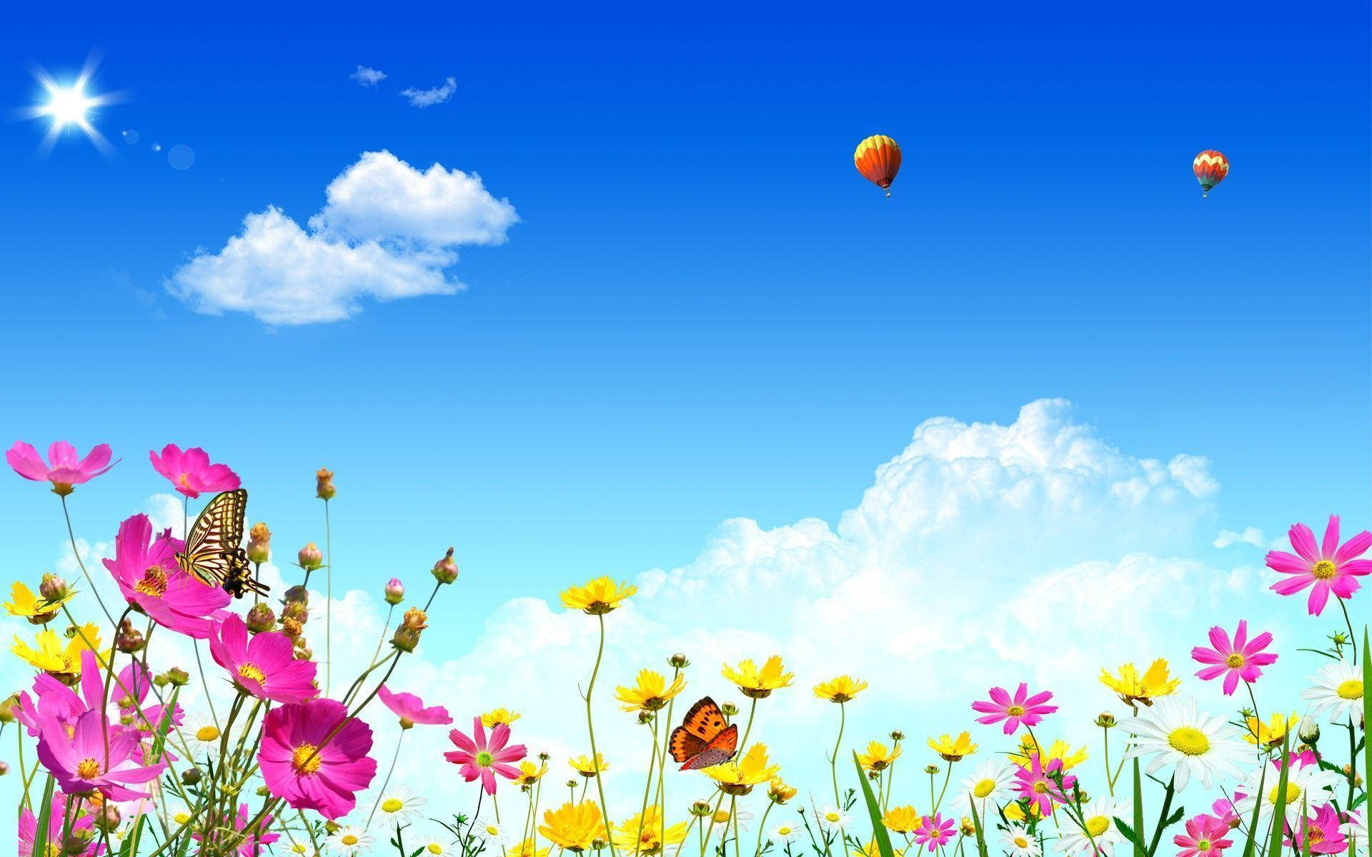 Lilagelbe Kosmosblumen Und Schmetterlinge Frühlingsbildschirmschoner Wallpaper