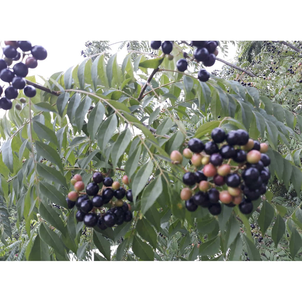 Purplish Black And Unripe Curry Berry Fruits Wallpaper