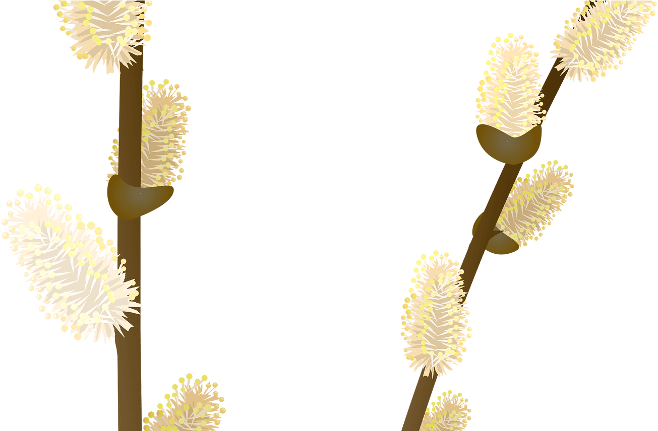 Pussy Willow Branches Illustration PNG