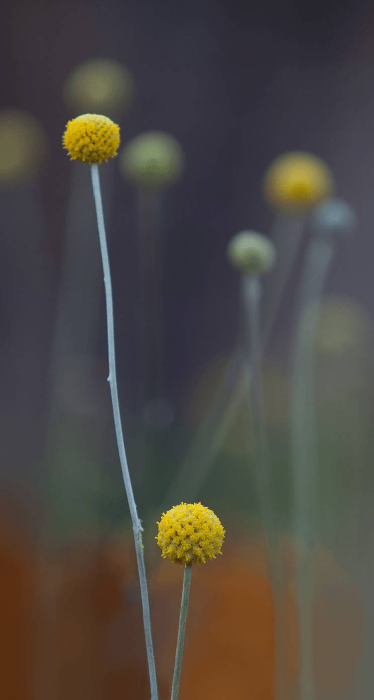 Pycnosorus Globosus Plant Original iPhone 4 Wallpaper