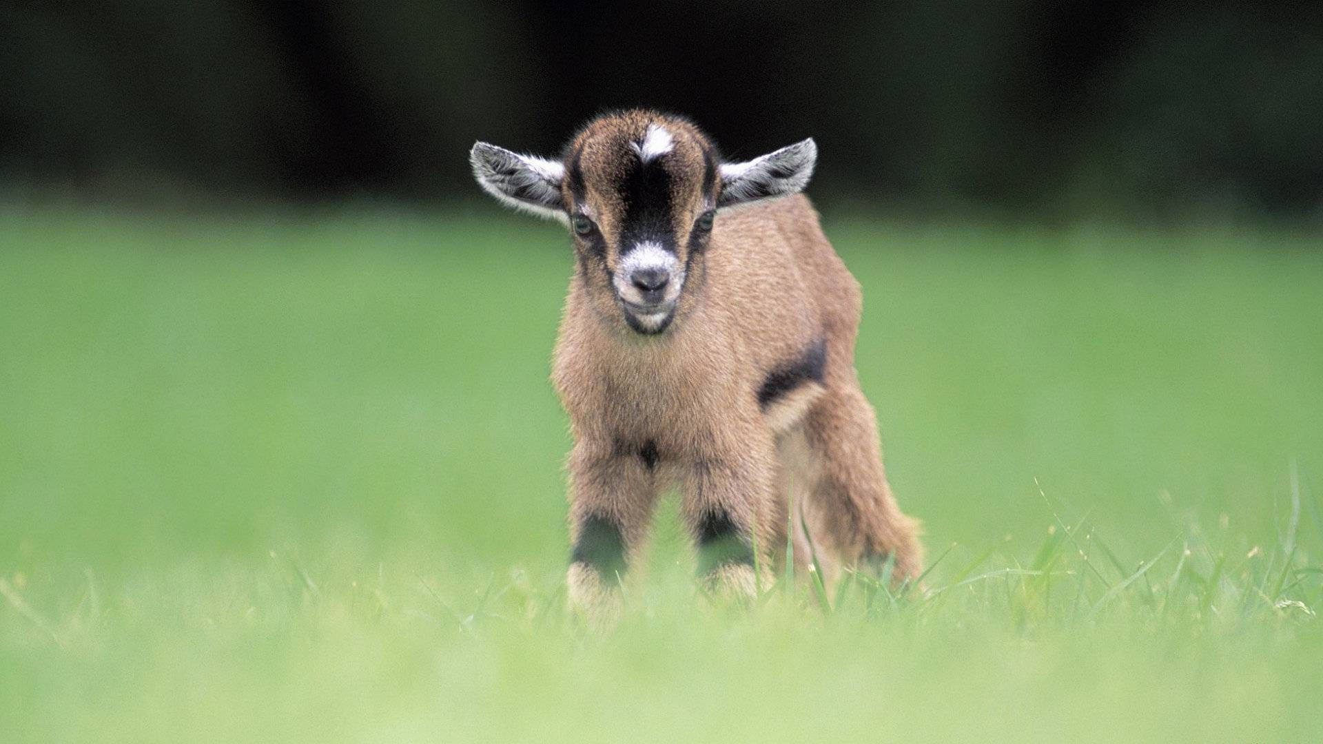 Pygmy Baby Goat Standing On Grass Wallpaper