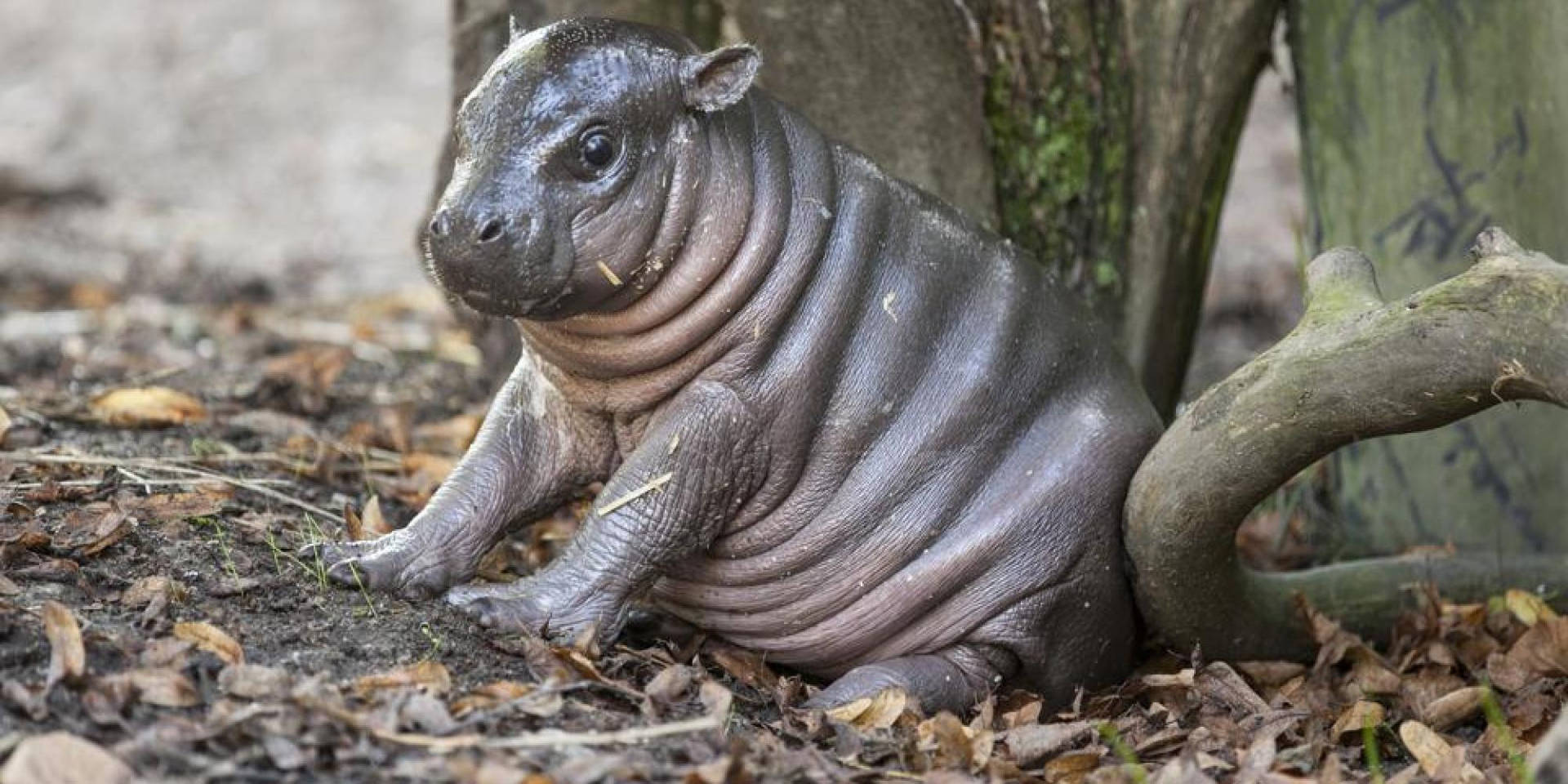 Pygmy Hippopotamus With Dried Leaves
