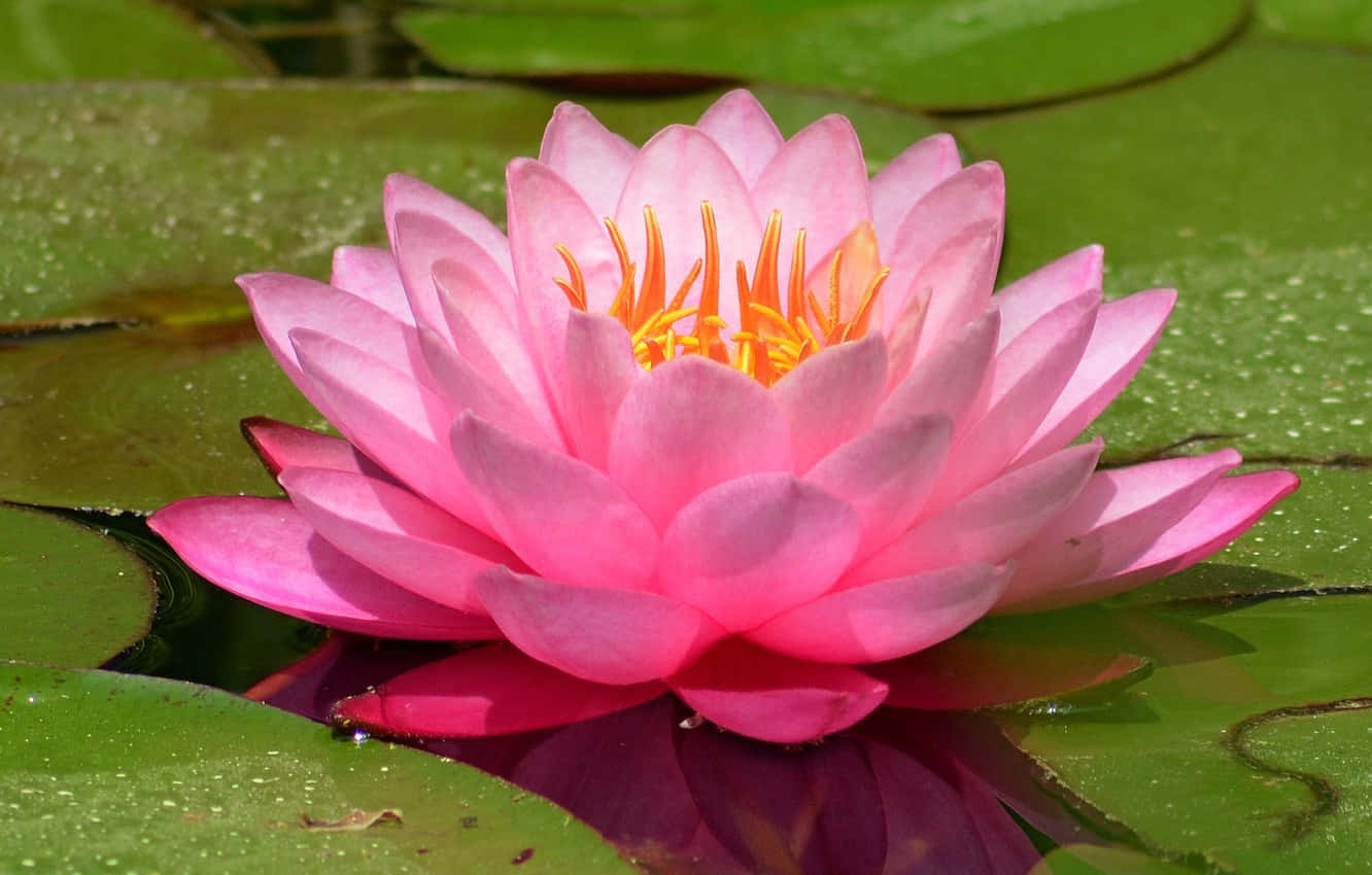 Stunning Pygmy Water Lily Blooming Wallpaper
