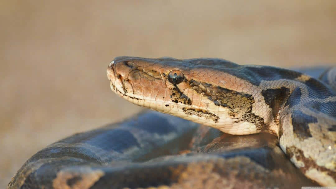 A Close Up Of A Snake With Its Head Up Wallpaper