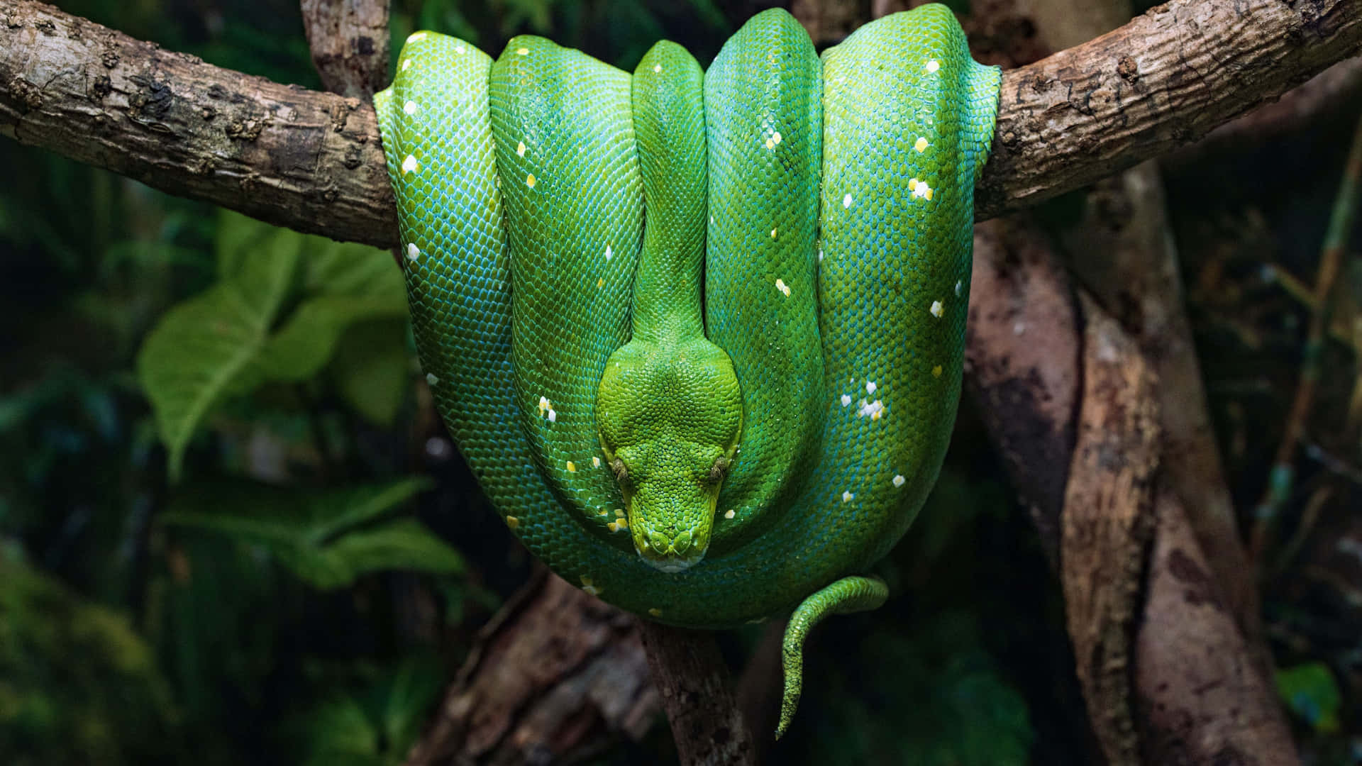 A Green Snake Is Hanging On A Branch In The Jungle Wallpaper