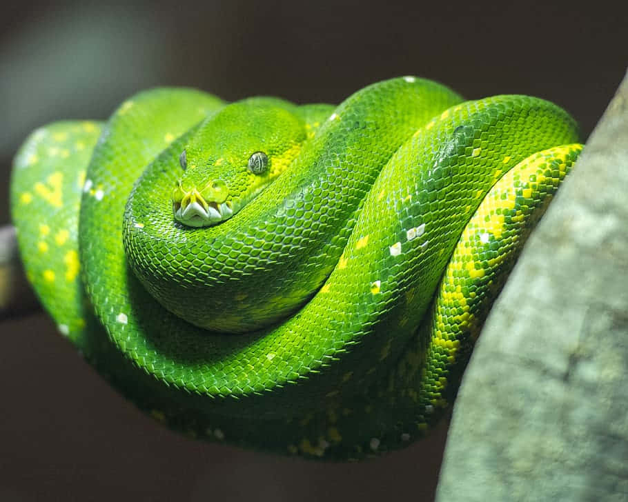 A colorful close-up of a detailed Python snake figure Wallpaper