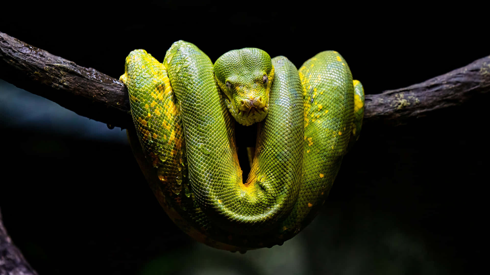 A Green Snake Is Sitting On A Branch Wallpaper