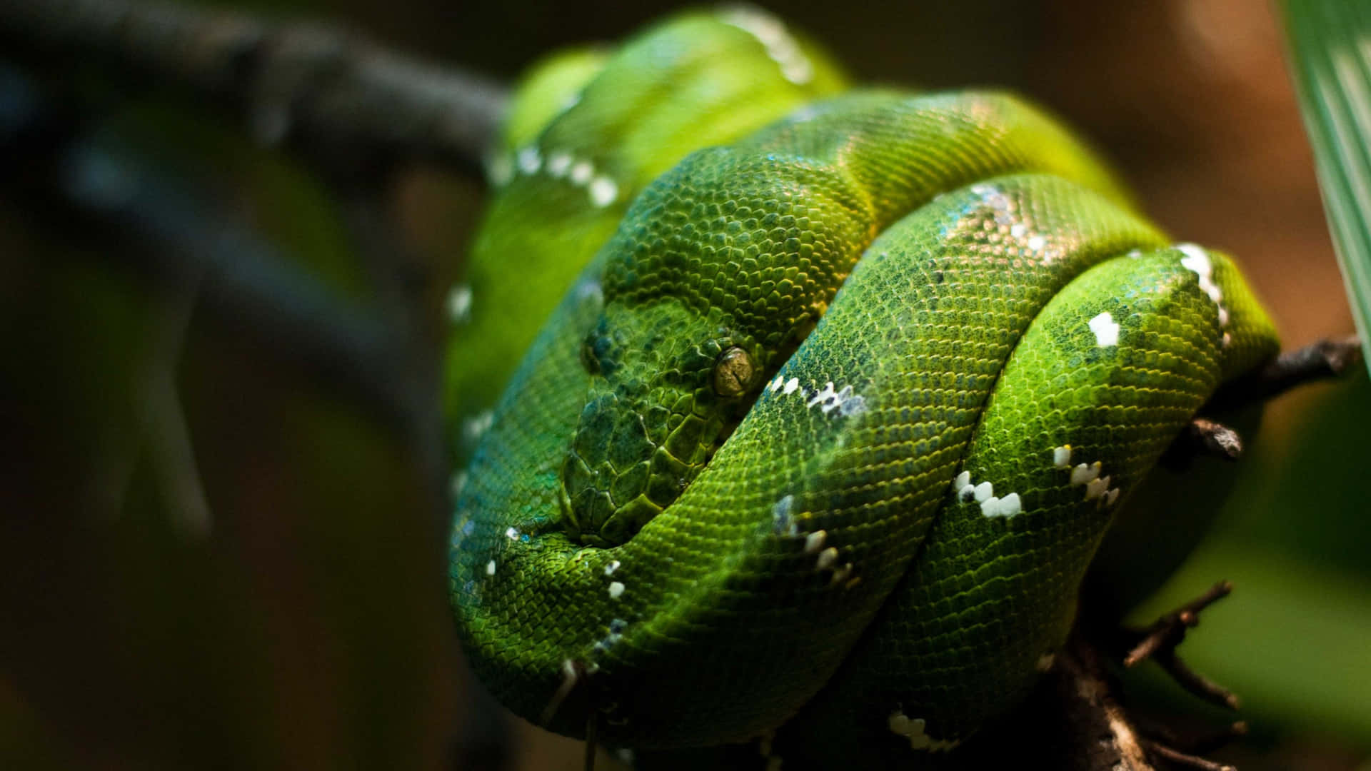 "The beauty of Python coding" Wallpaper