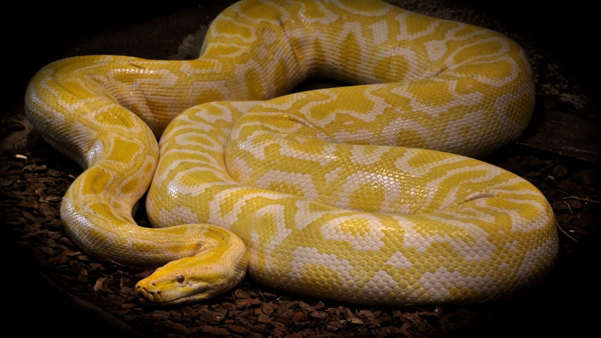 A Yellow And White Python Is Sitting On The Ground Wallpaper