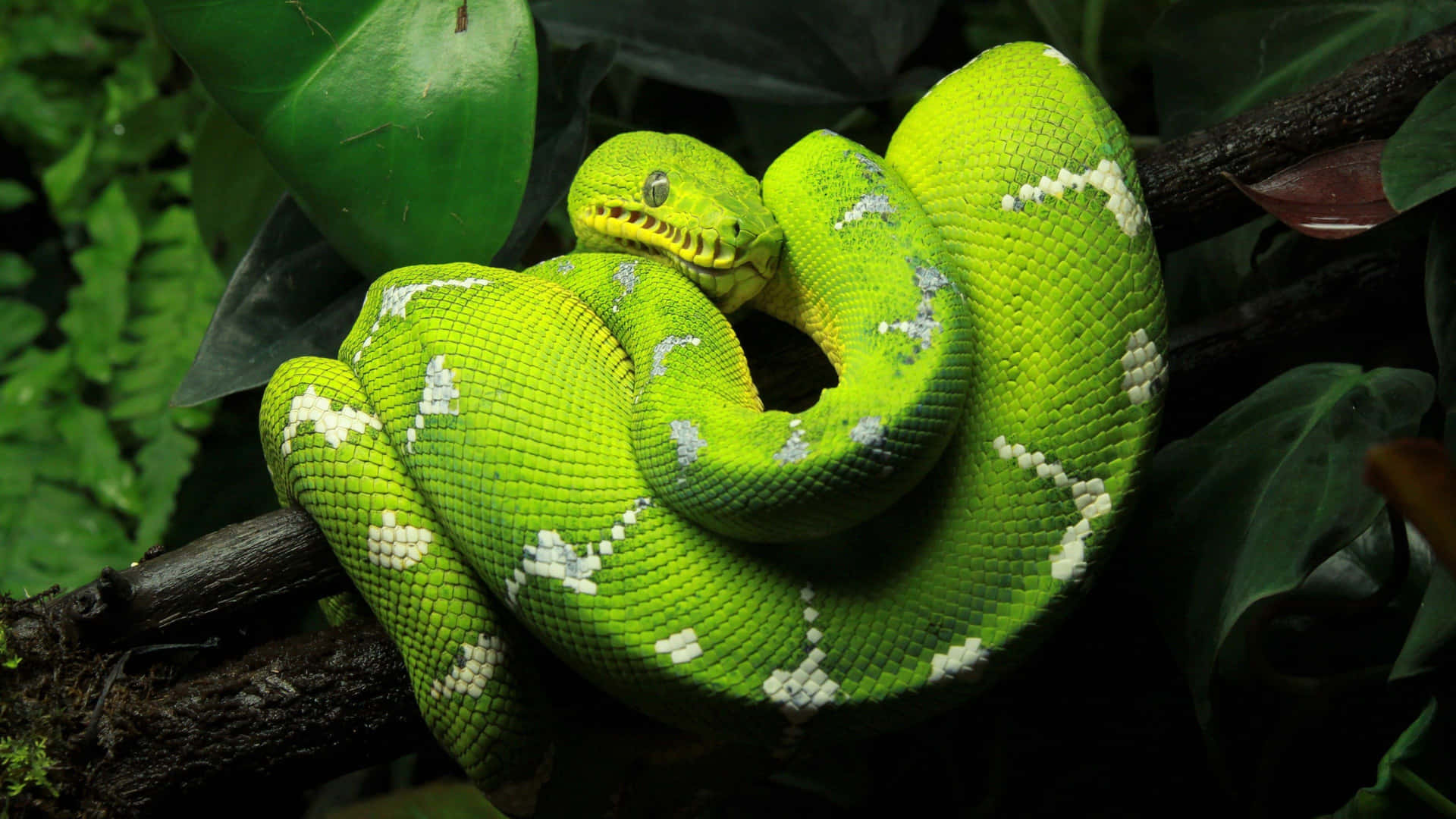 A Green Snake Is Sitting On A Branch In The Jungle Wallpaper