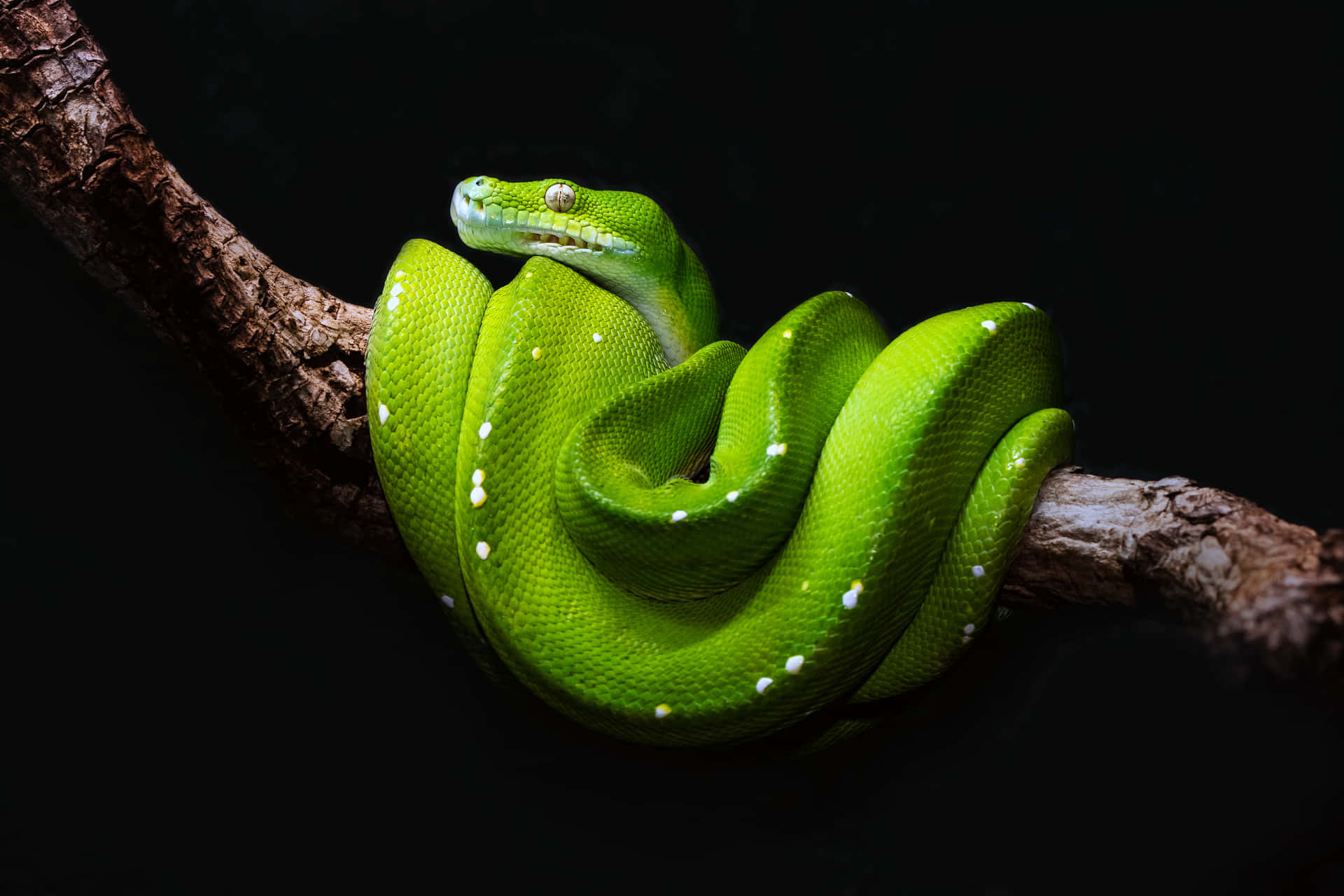 Green Python On A Branch With Black Background Wallpaper
