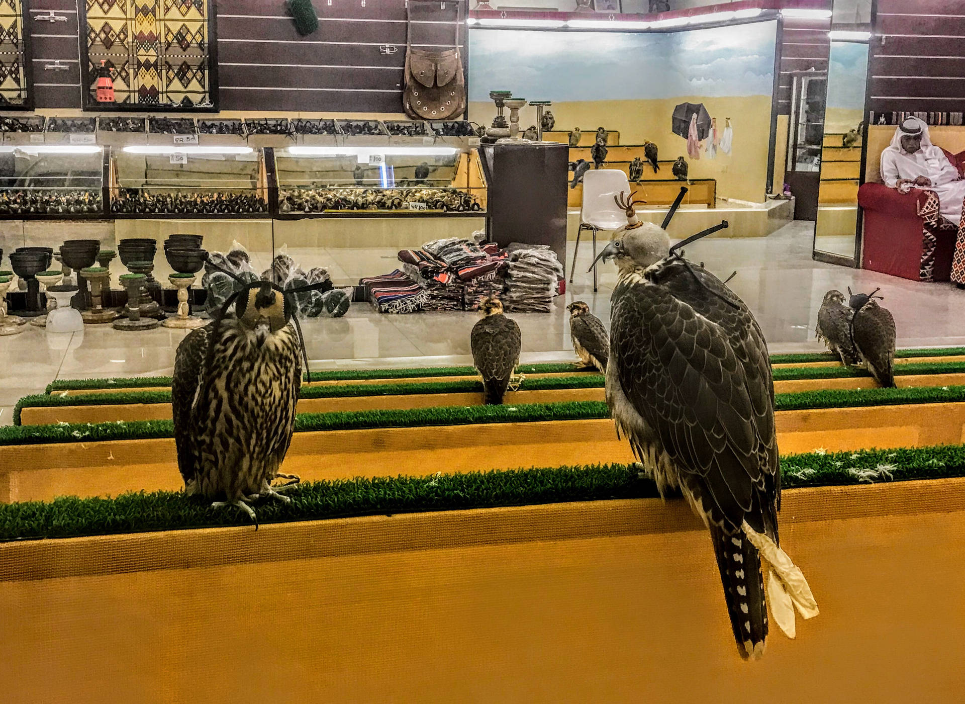 Qatar's Renowned Falcon