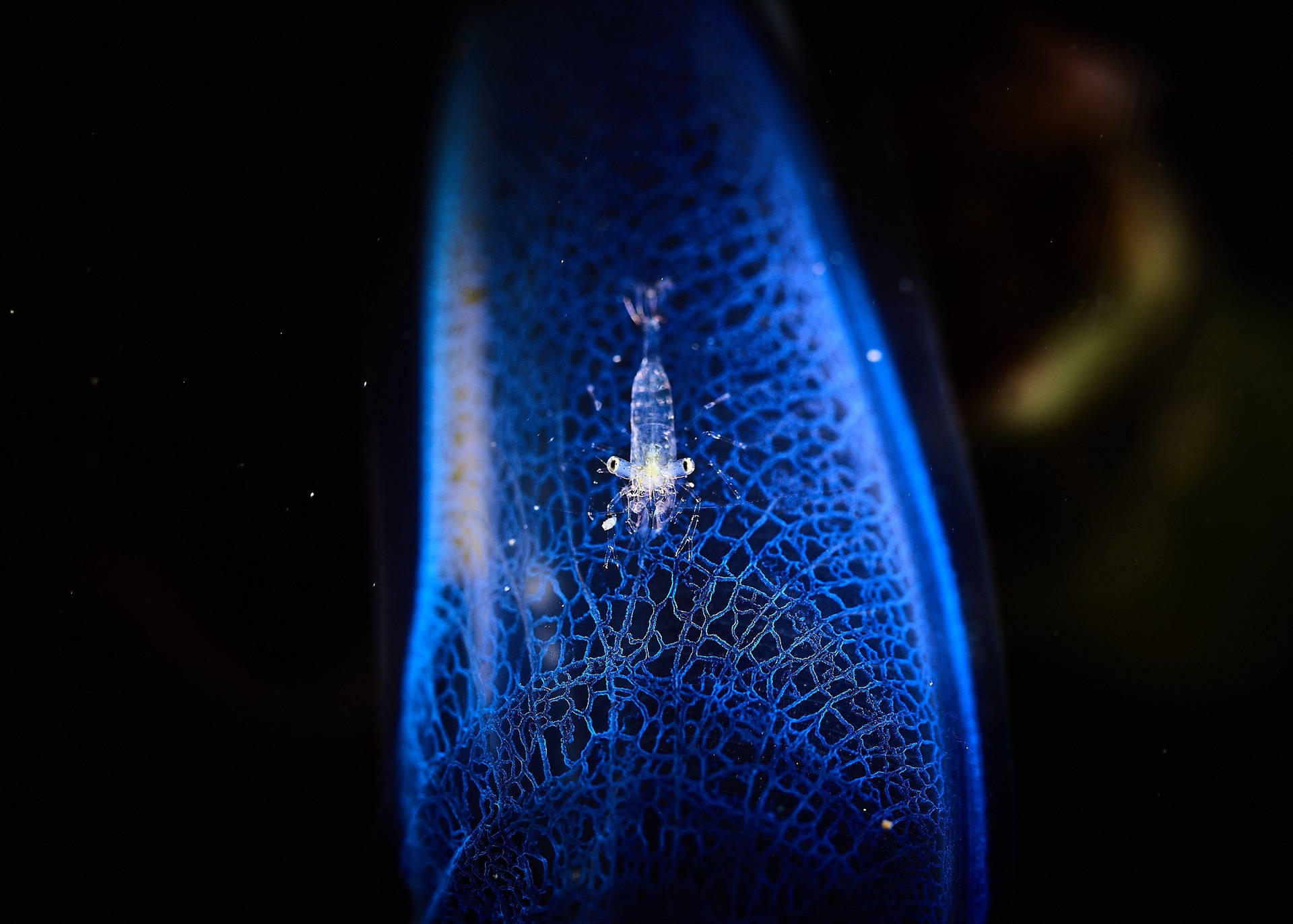 Qhdplancton Blu Sfondo