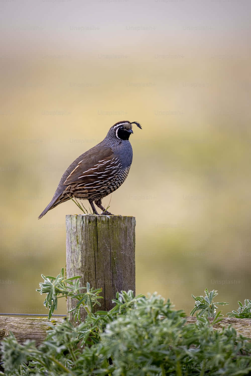 Beautiful Quail Posing in a Natural Setting