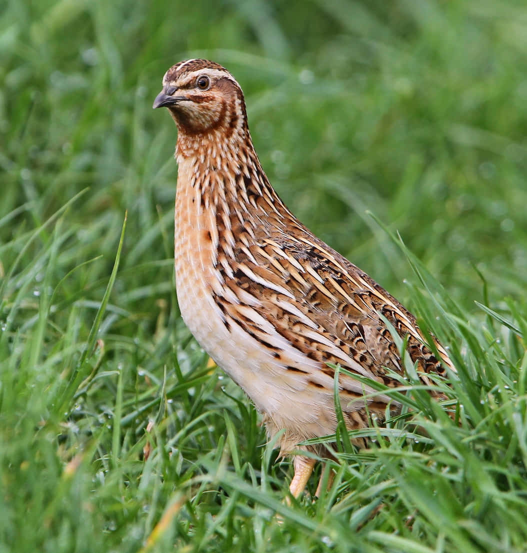 A stunning quail standing amidst the vibrant green foliage.