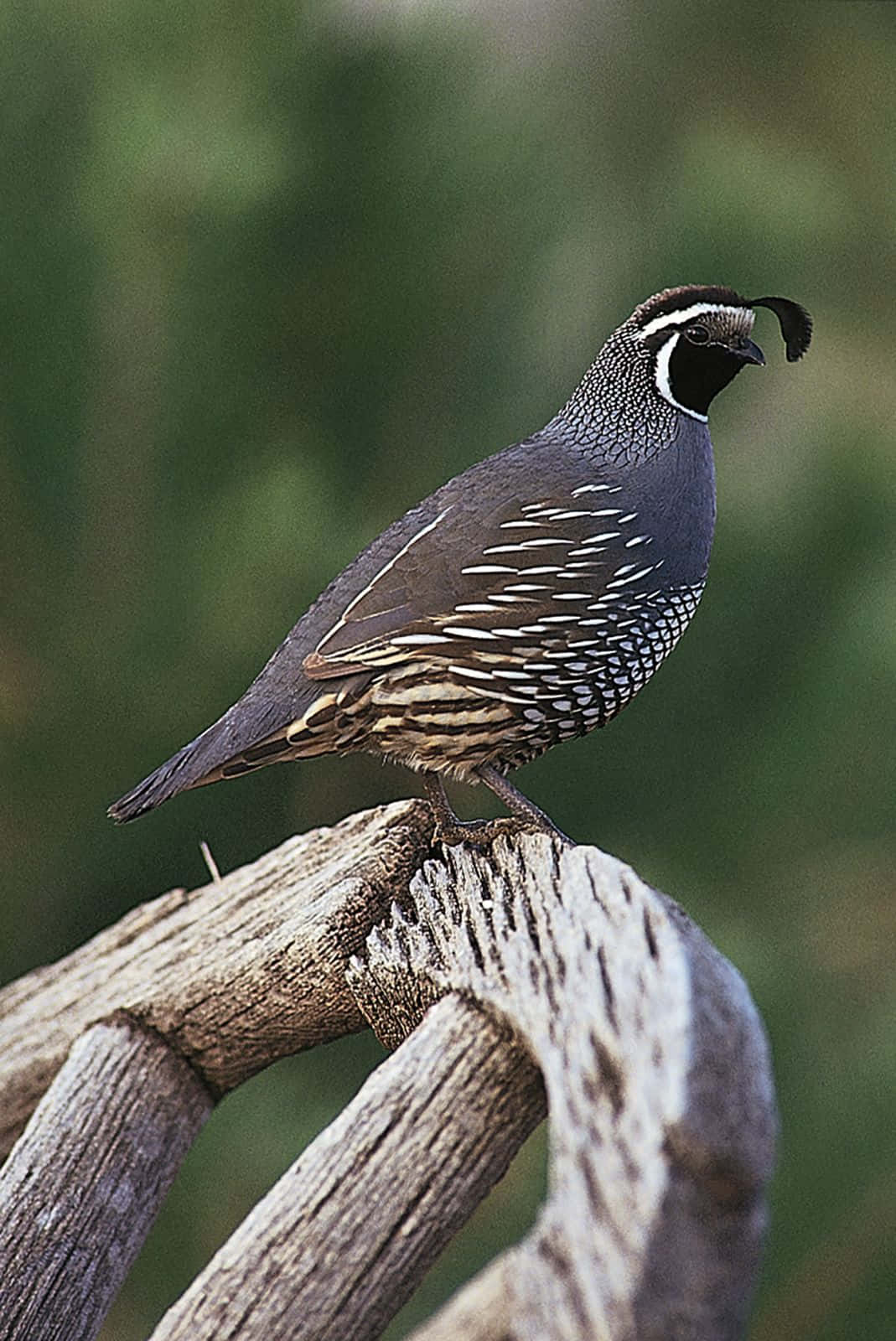 Beautiful Quail Perched on a Branch in the Wild