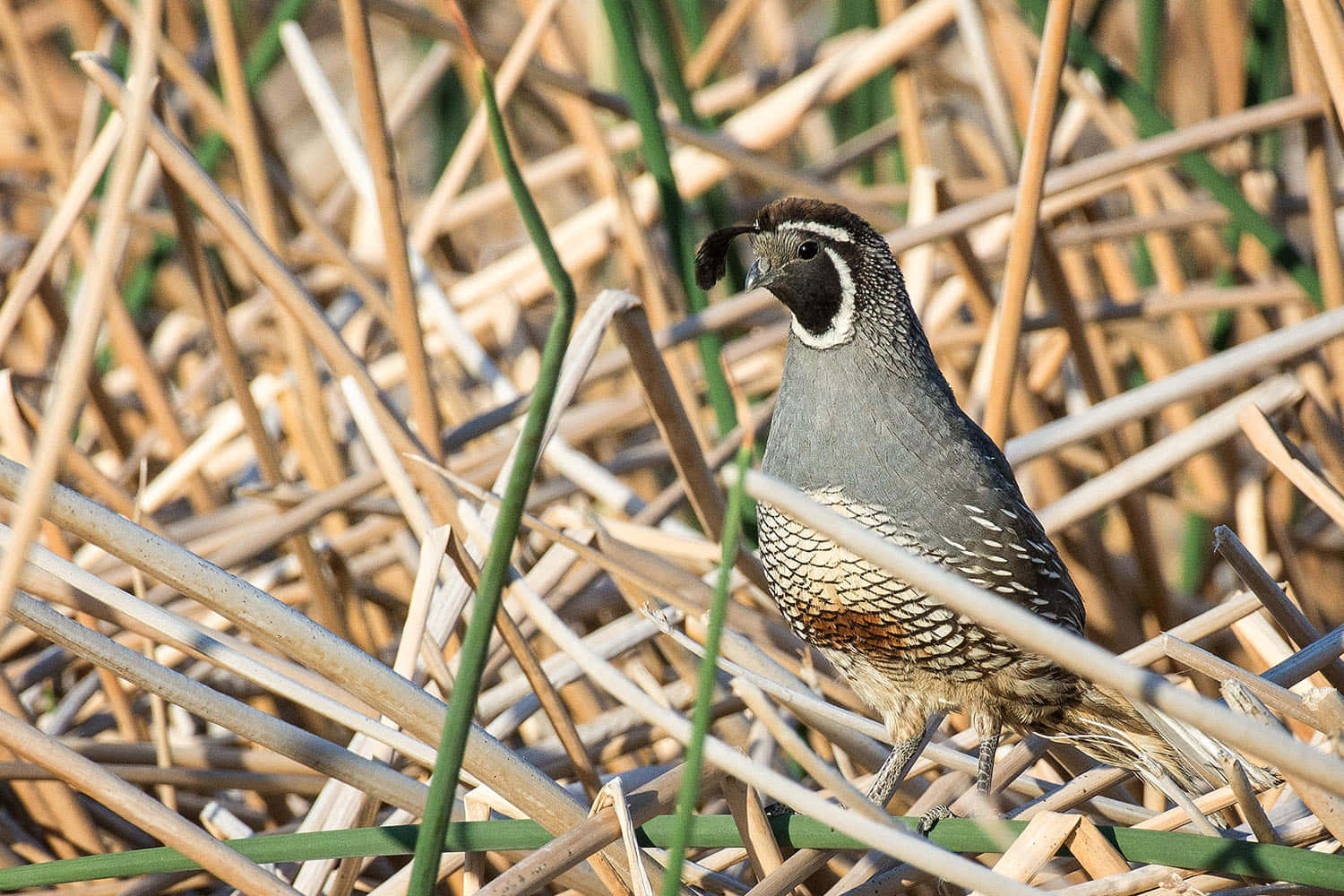 Close-up shot of a quail in its natural habitat