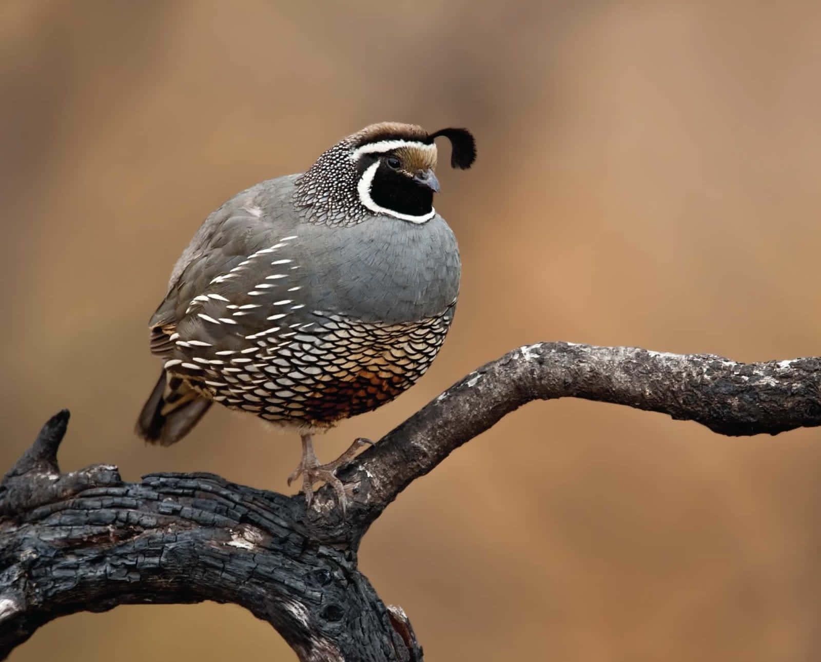 A Majestic Quail Perched on Tree Branch