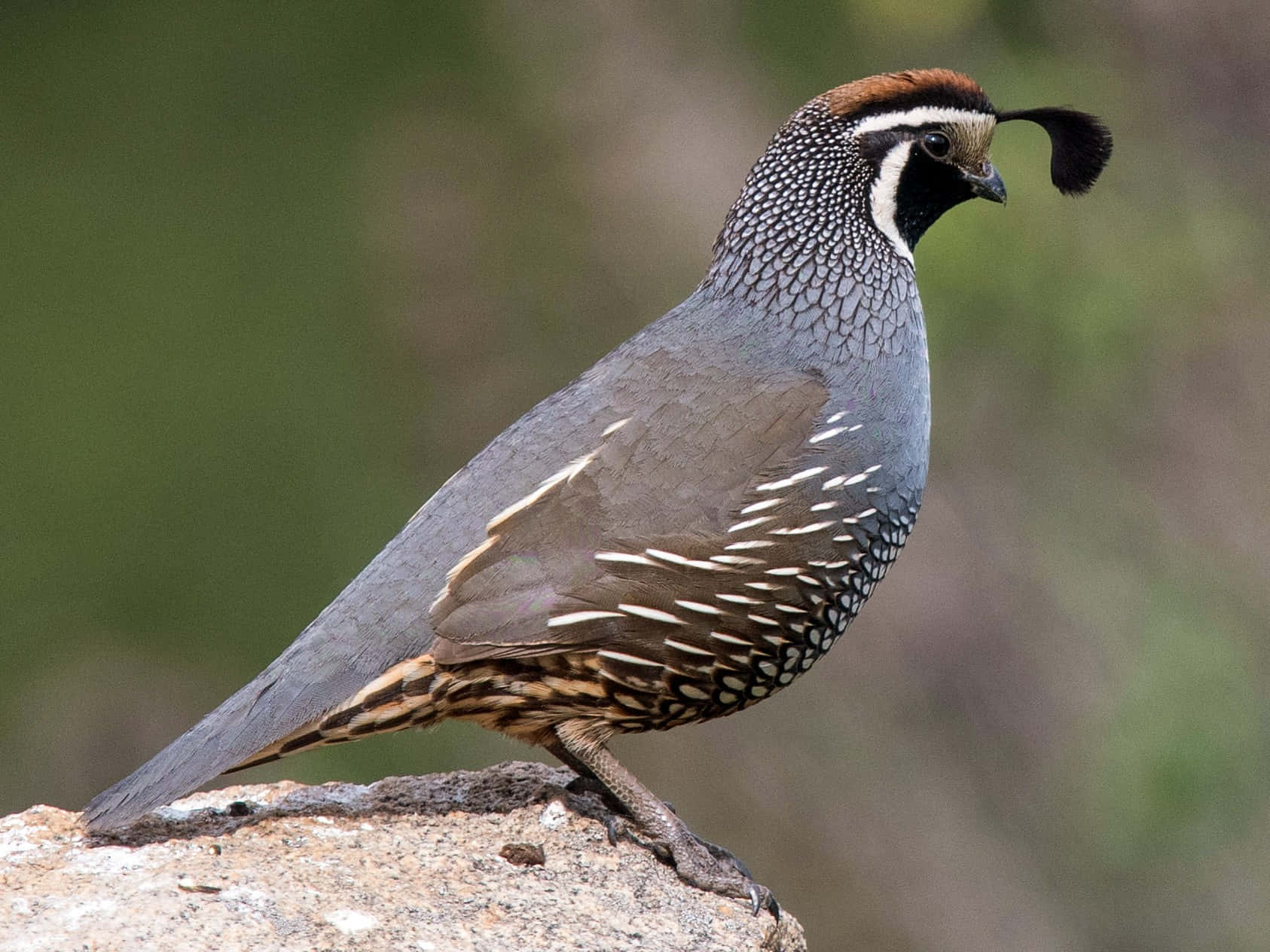 [A beautiful California quail standing proudly on a rock]
