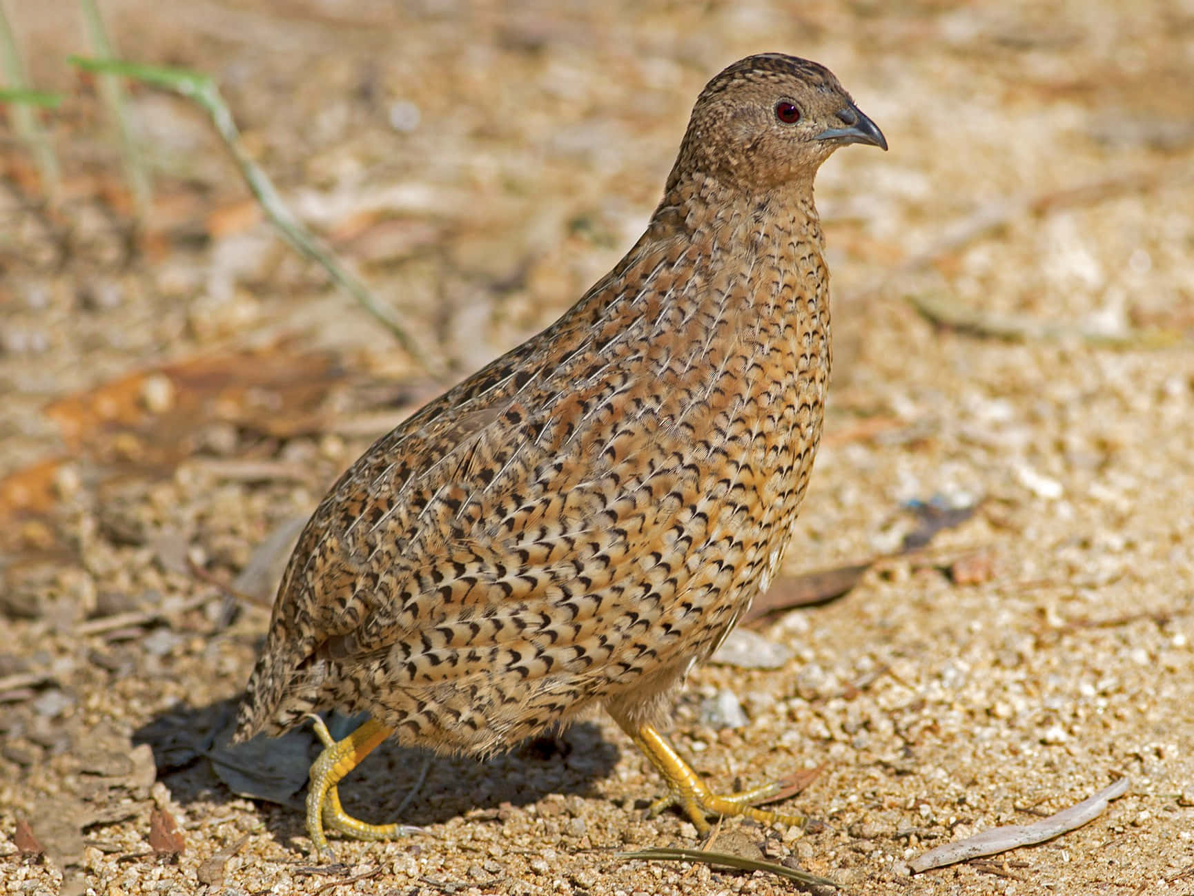 A stunning quail perched on a log in the wild