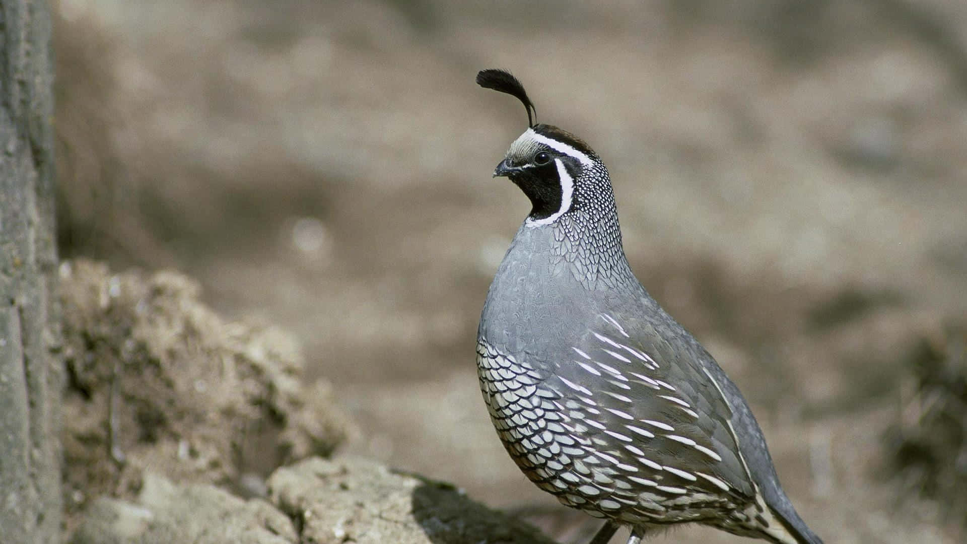 Stunning Quail Perched on a Rock