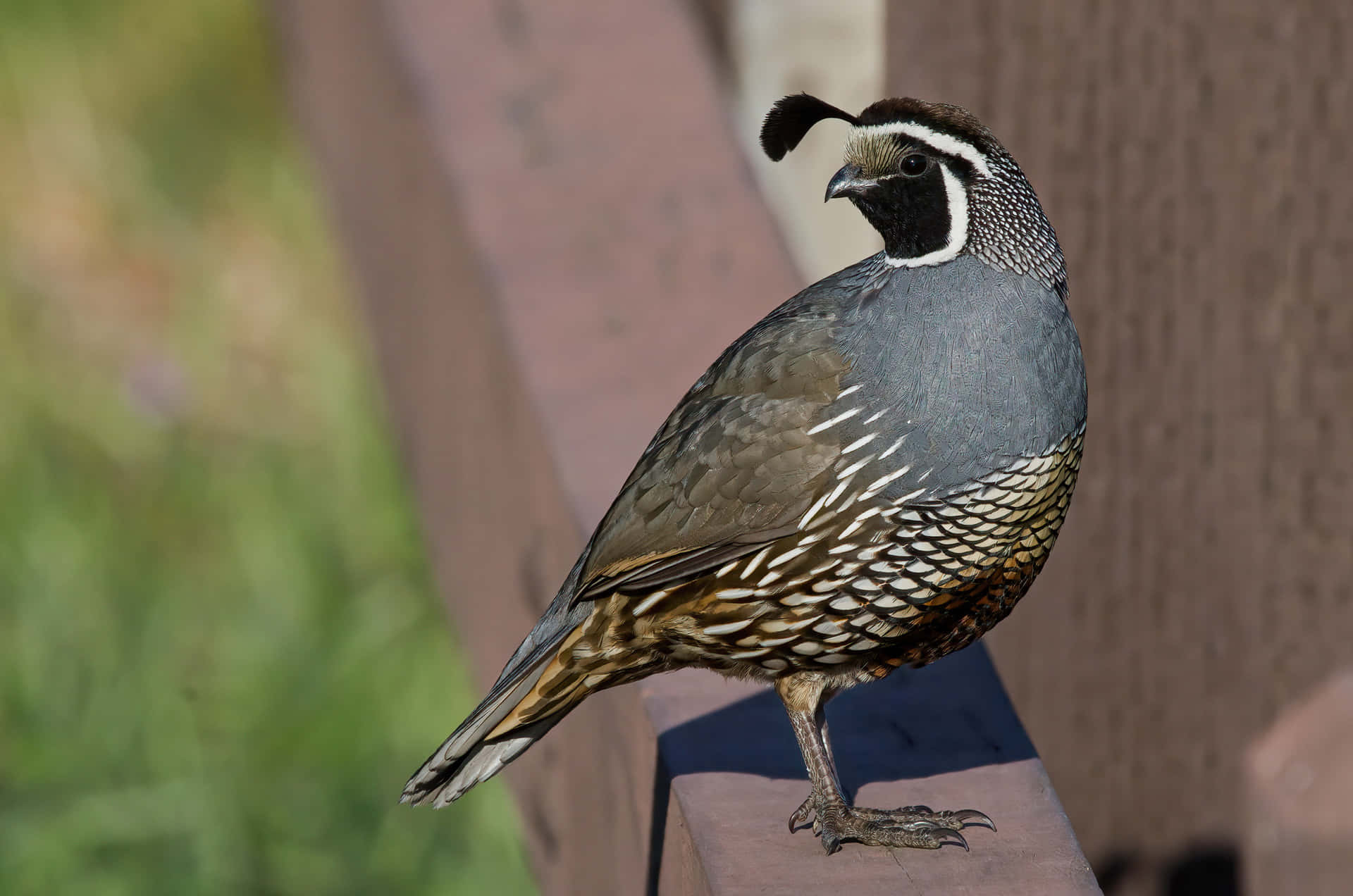 Majestic Quail Perched on a Branch