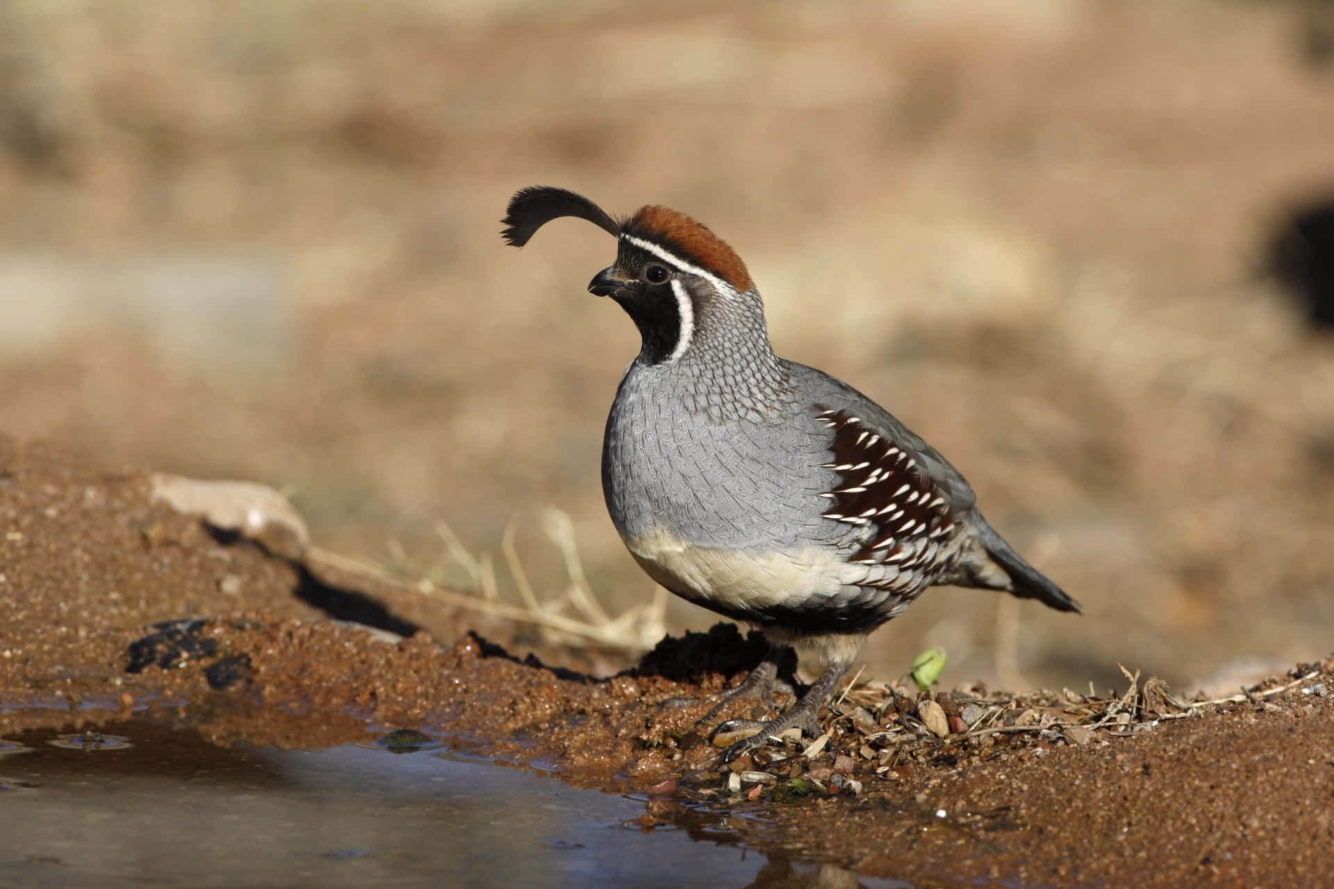 A beautiful quail bird perched on a branch in the wild.