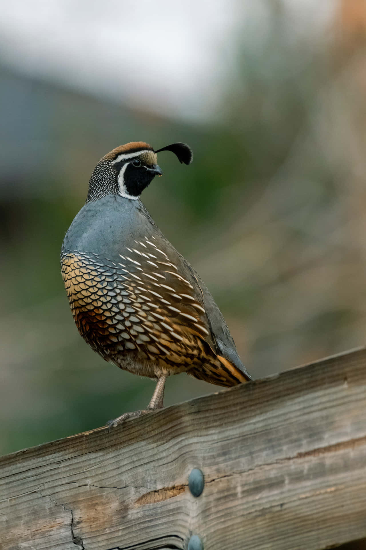 A Beautiful Quail Resting in the Wild