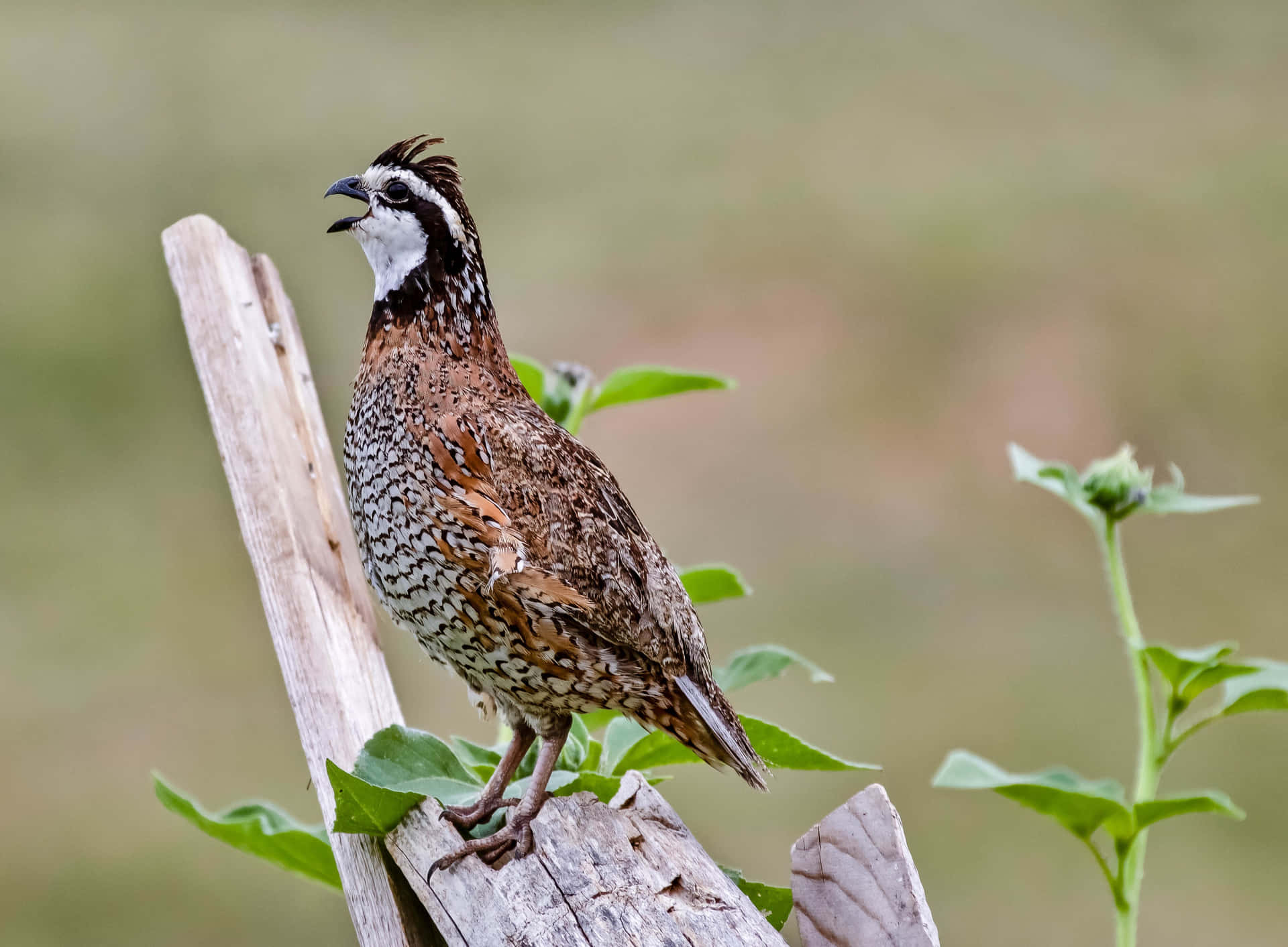 Quail Perched on Branch